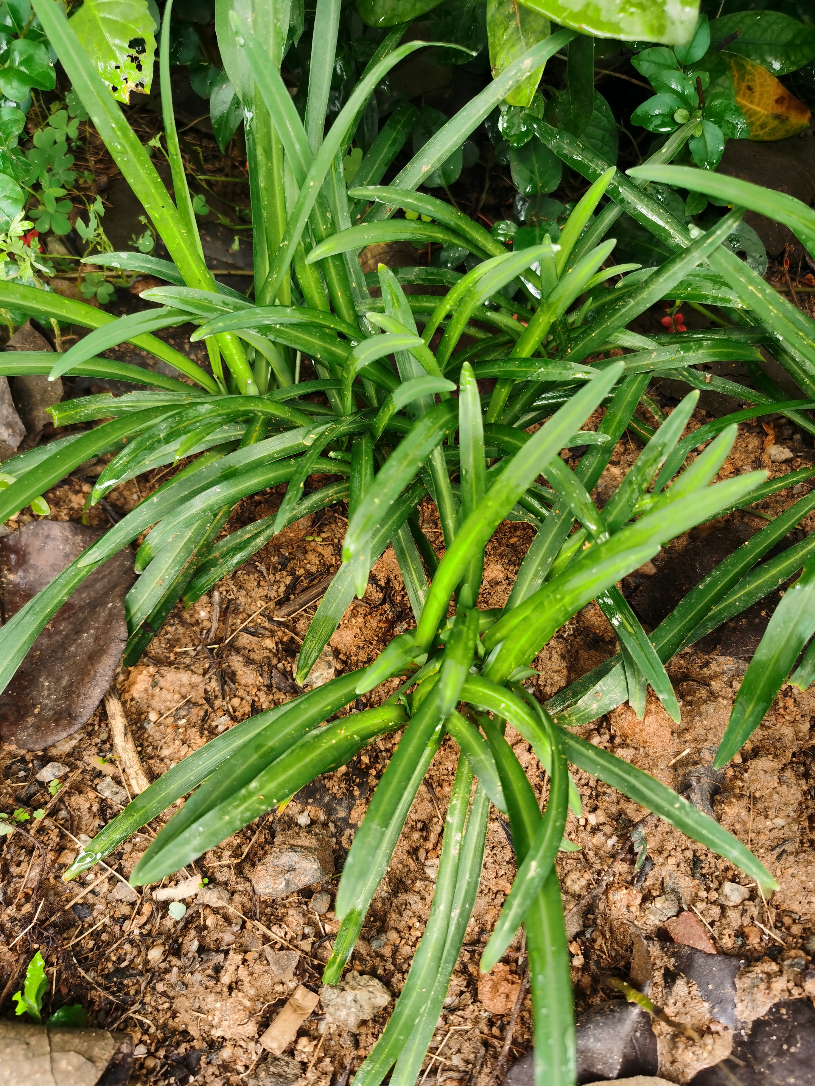 宽叶韭菜,别名:大叶韭,苤菜,葱韭,石韭,大麦韭,扁担韭,岩葱,山韭菜.