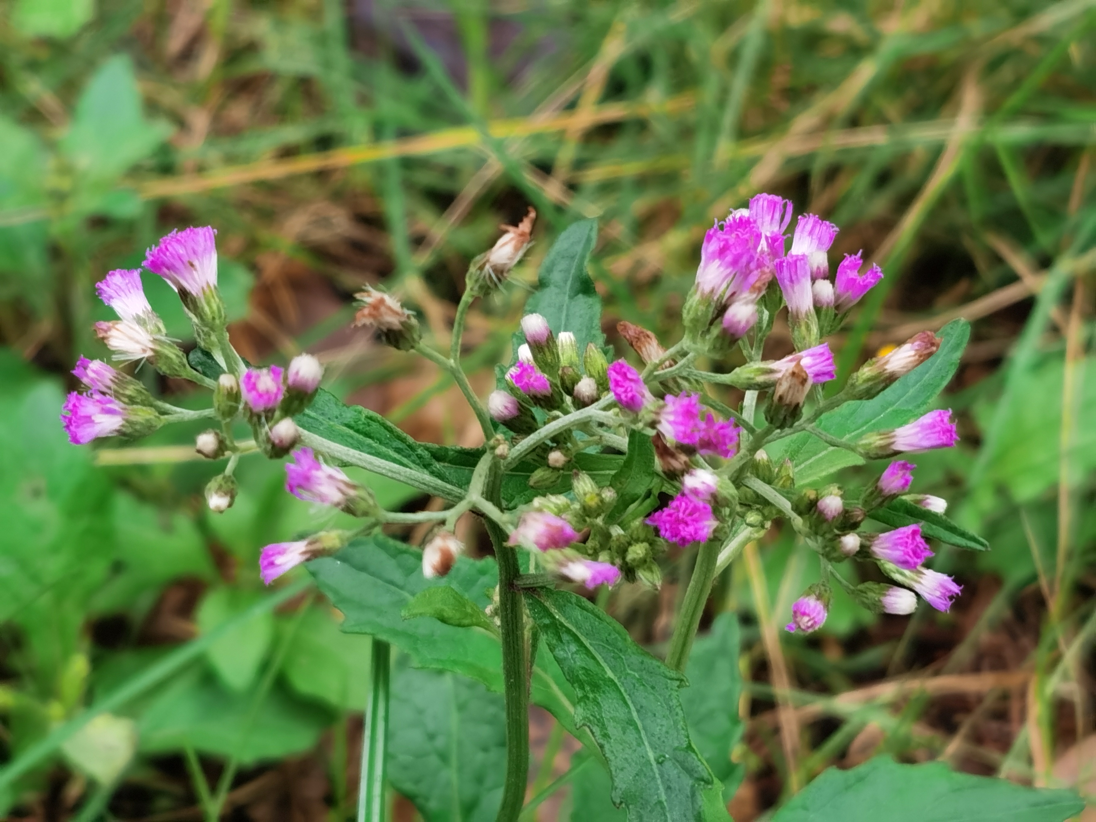 夜香牛,别名:伤寒草,寄色草,消山虎,染色草,缩盖斑鸿菊,拐棍参.