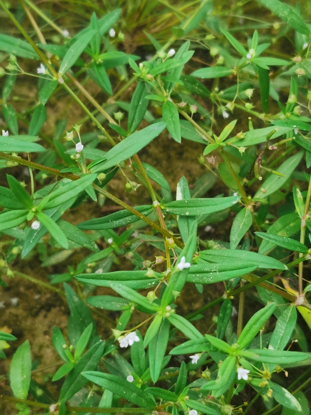 白花蛇舌草图图片