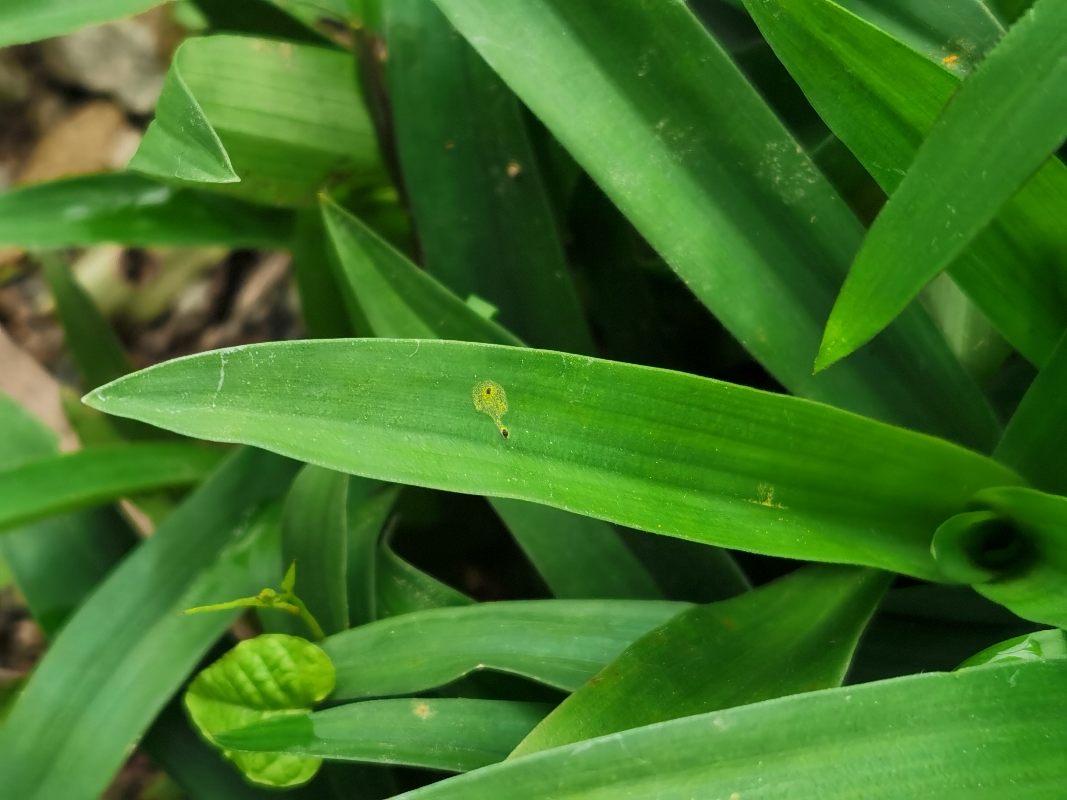 大苞水竹叶,别名:围夹草,青竹壳菜,青鸭跖草,癌草,仙人对坐草等.