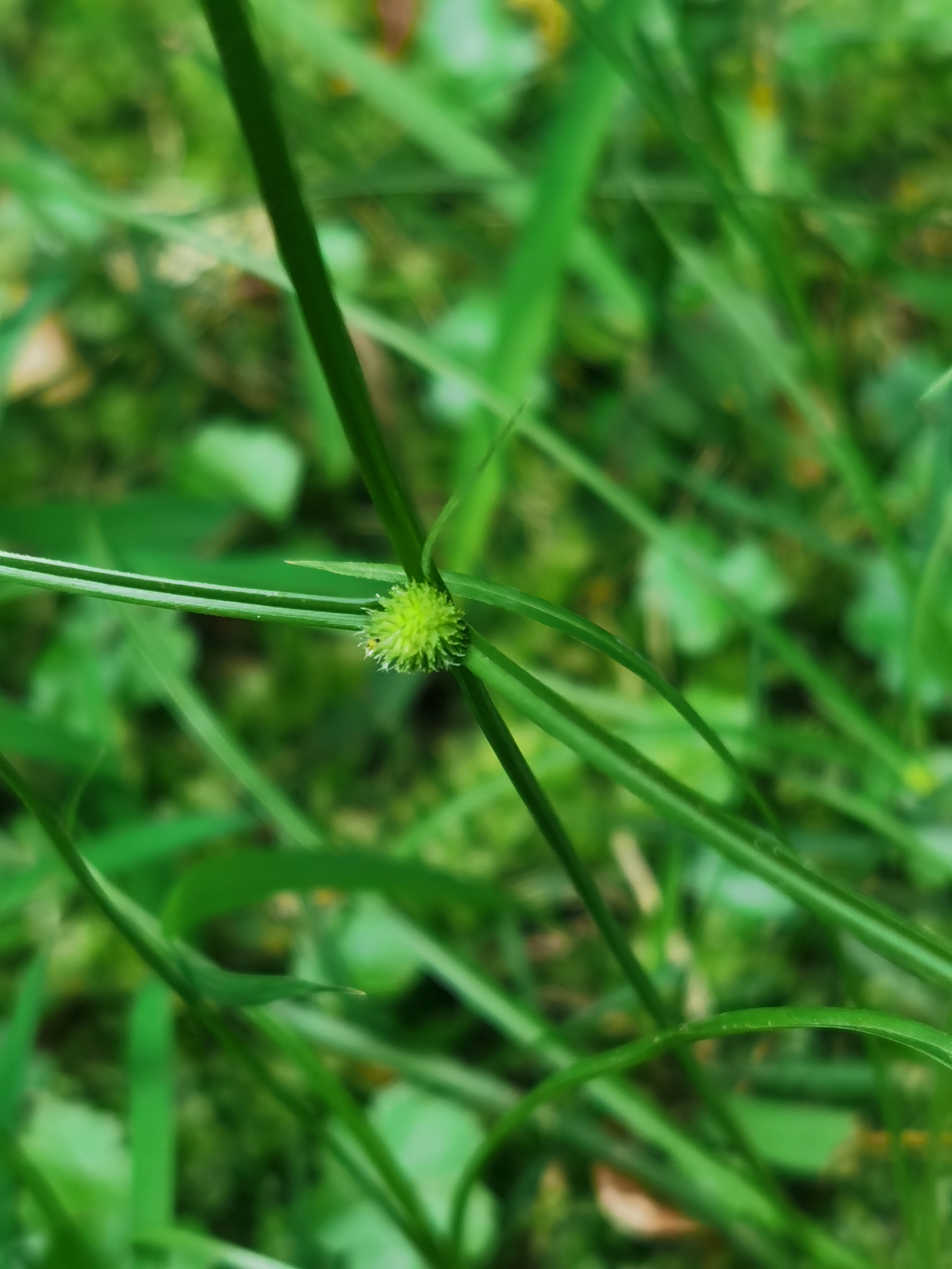 水蜈蚣,别名:	金钮草,三荚草,散寒草,球子草,疟疾草,金牛草,寒气草