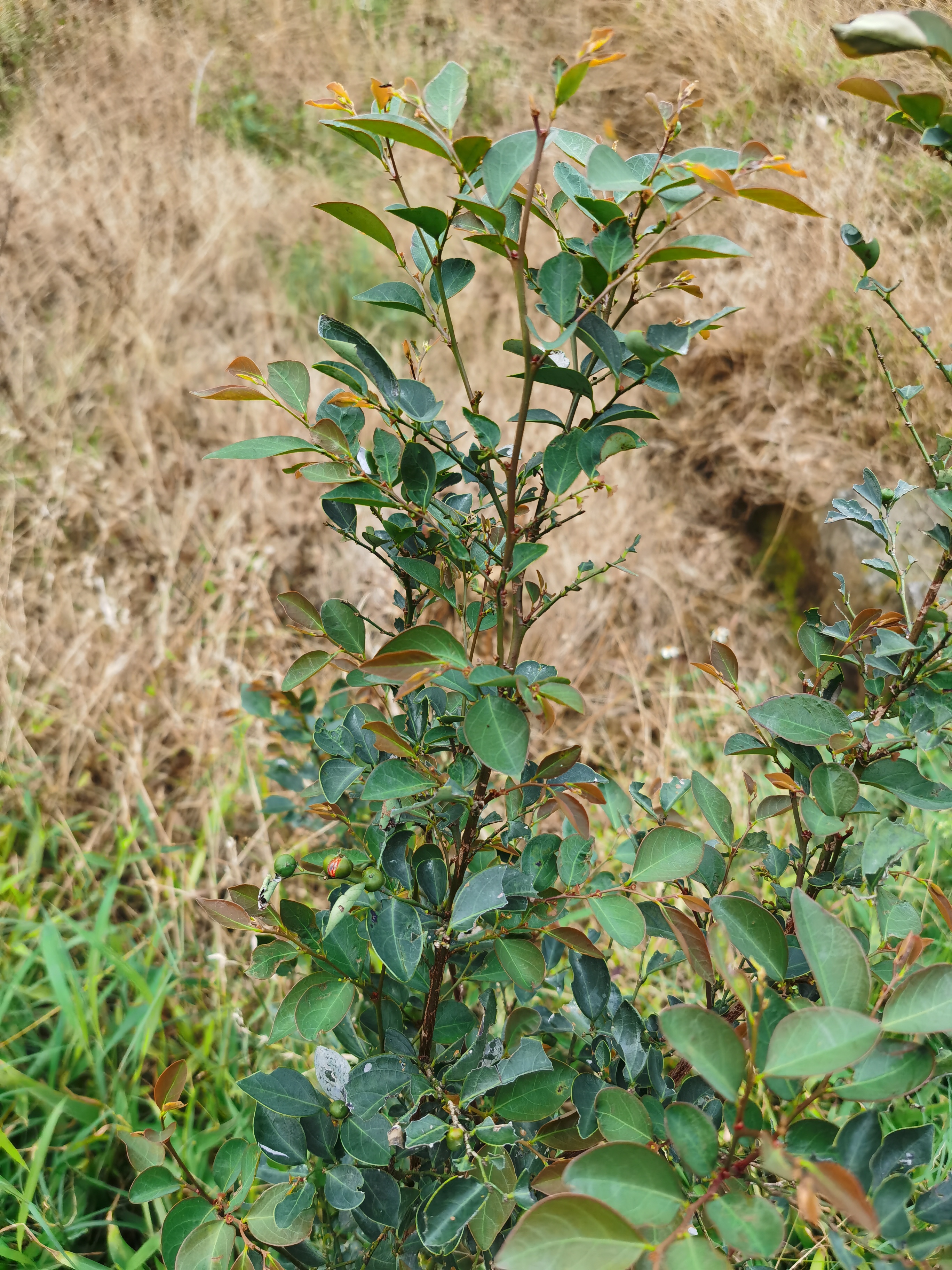 鬼画符图片 植物图片图片