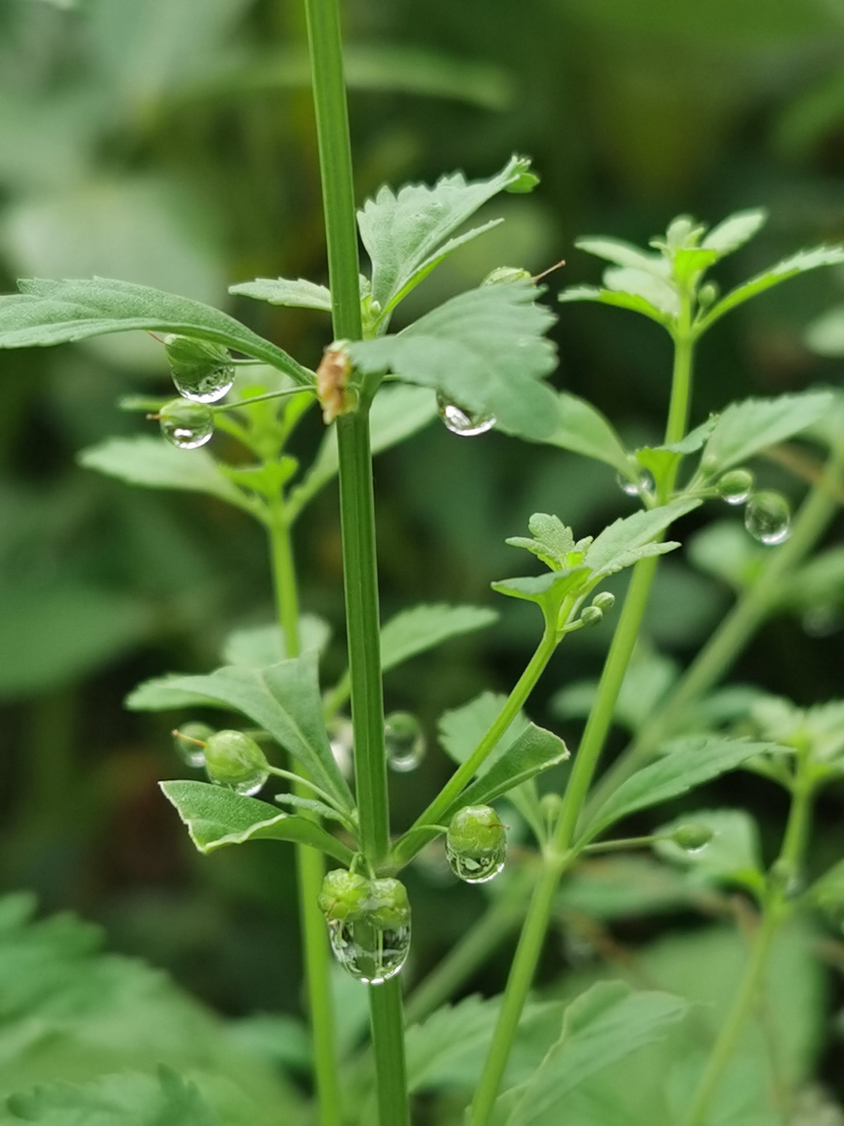 野甘草,又名冰糖草,我们老家.@不起眼的小花的动态