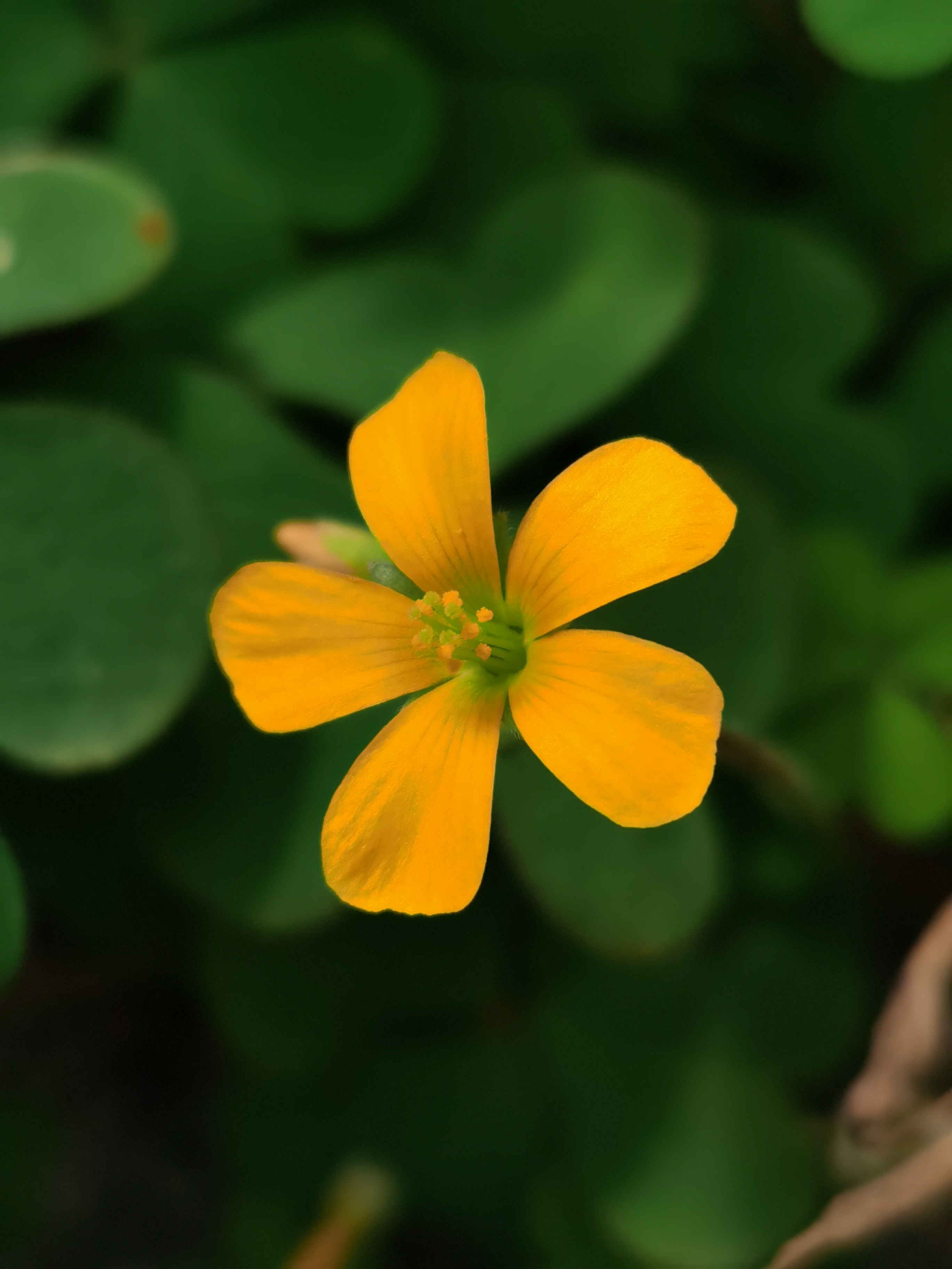 酢浆草,别名:黄花酢浆草,小本盐酸仔草,盐酸仔草,盐酸草,酸味草,三叶