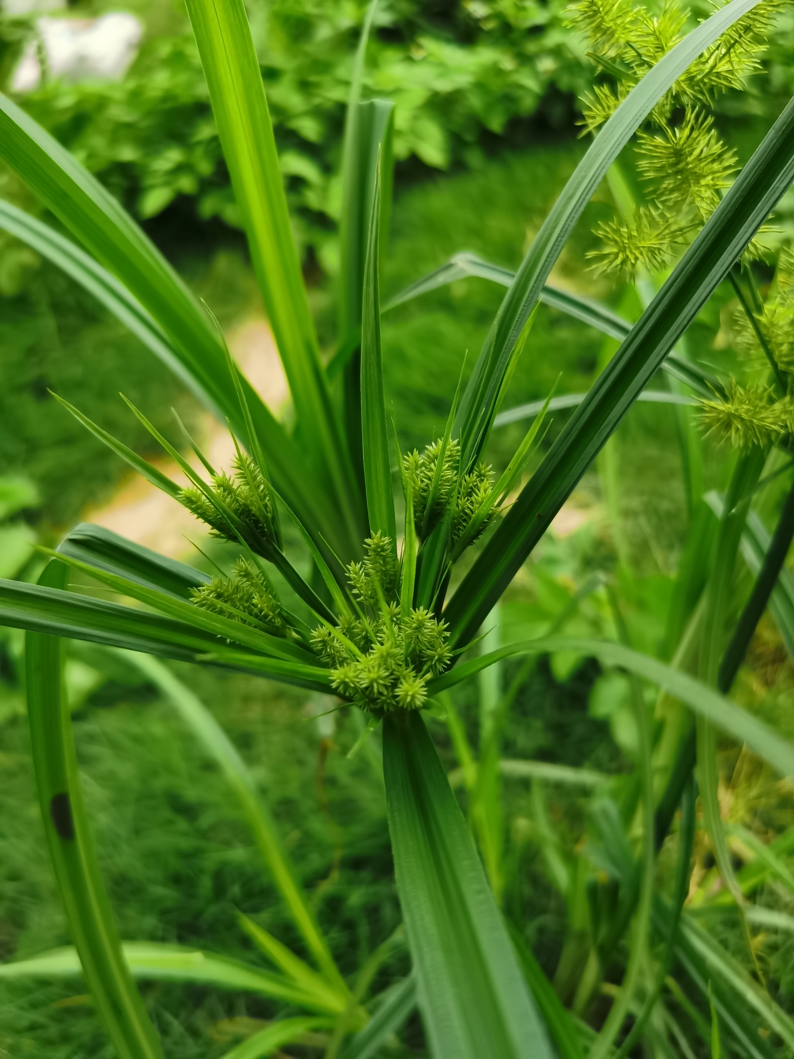 世界上最高的草图片