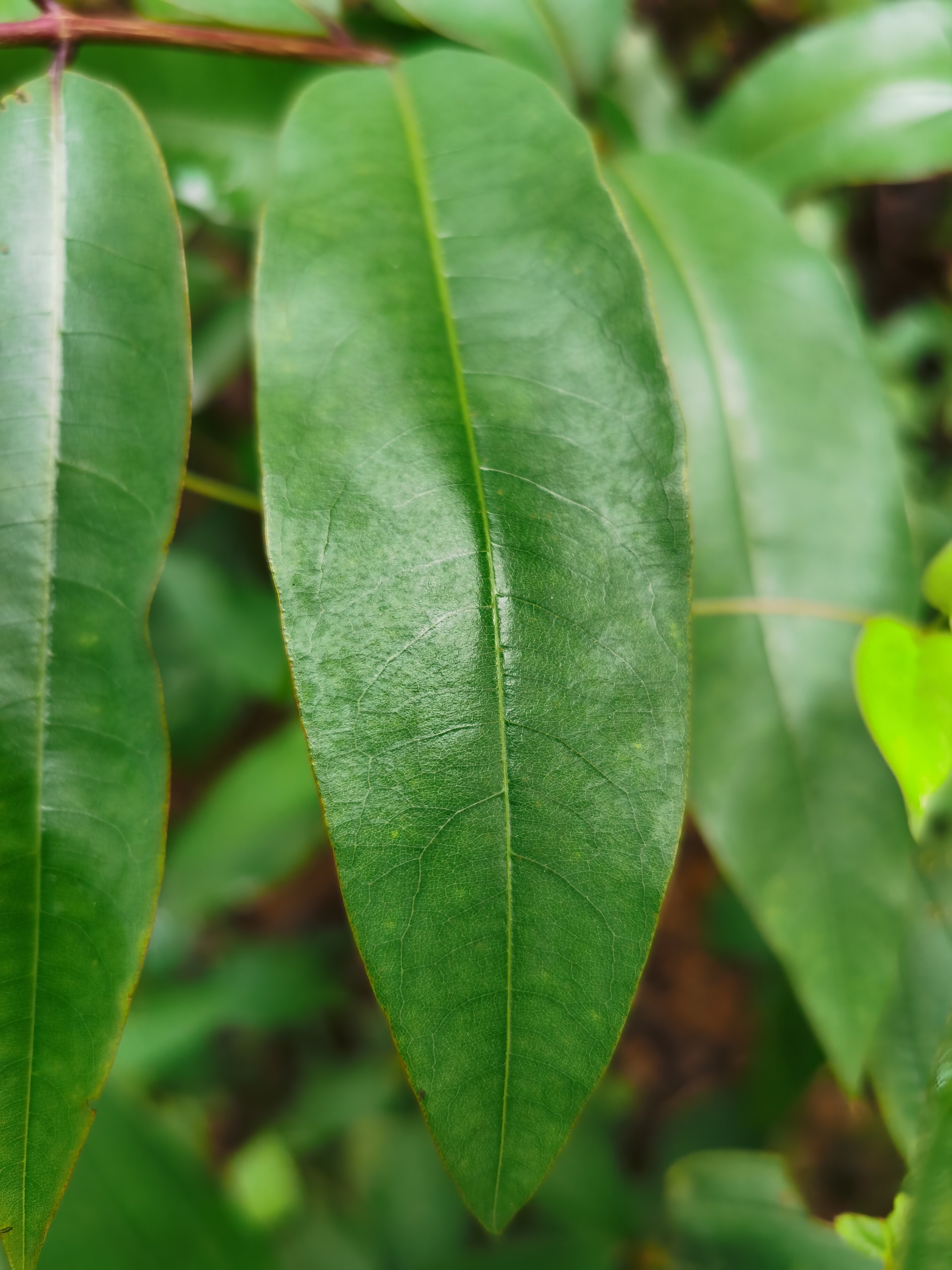 黄牛木,别名:黄牛茶,黄牙茶,雀笼木,九牙木.