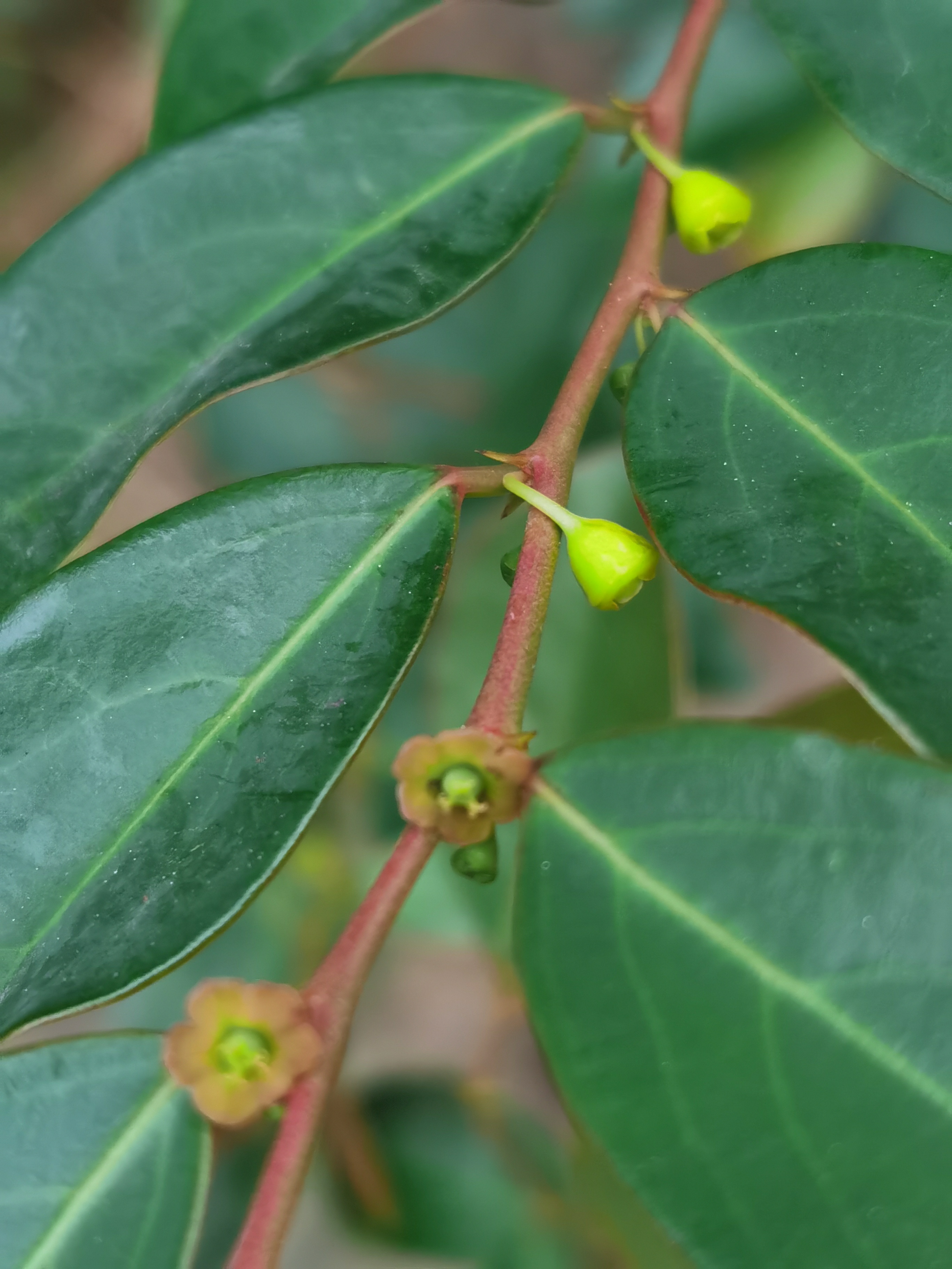 鬼画符图片 植物图片图片