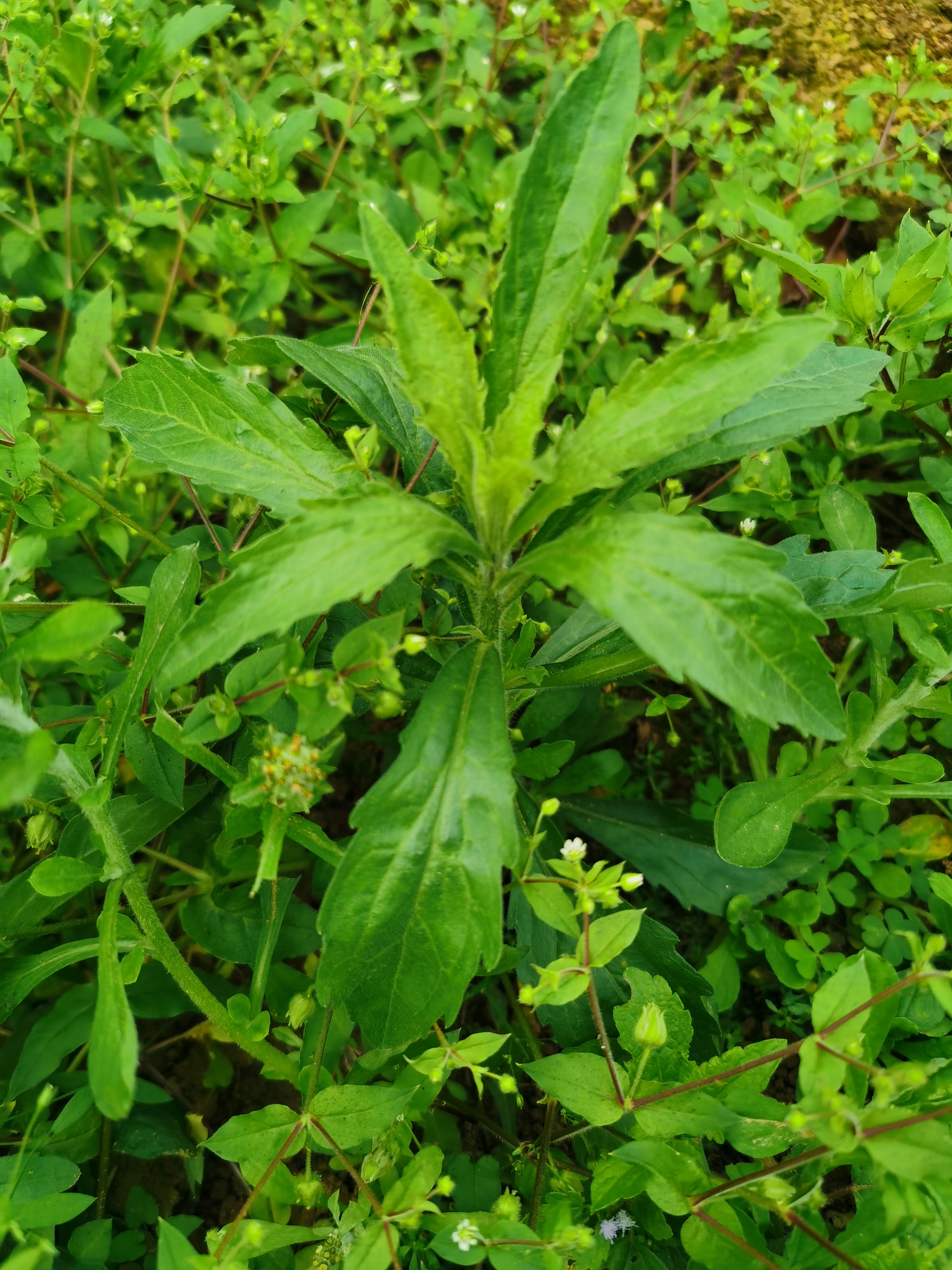 小蓬草,又名风湿草,飞蓬草,小白酒草.