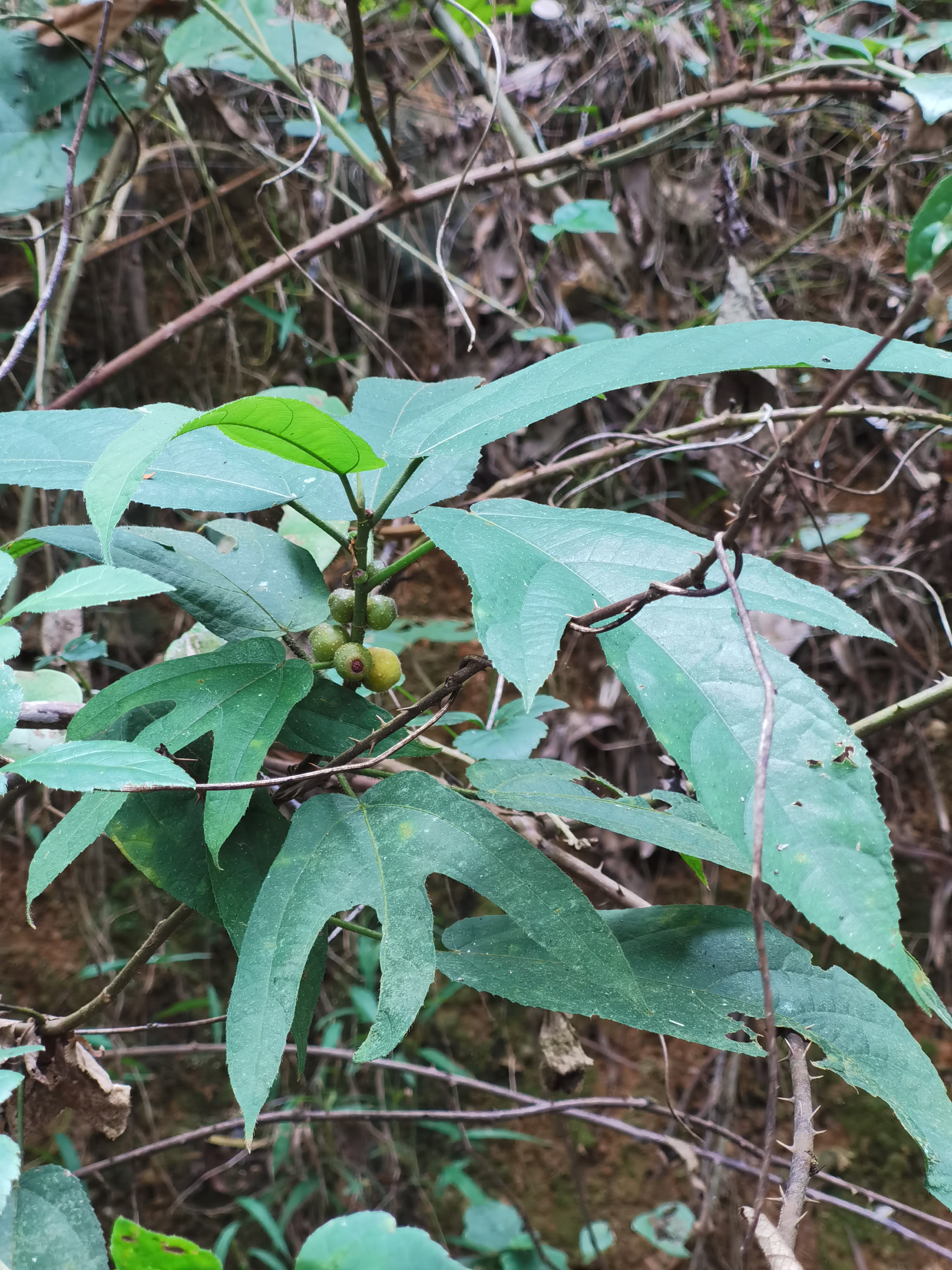 五爪龙草药的功效图片