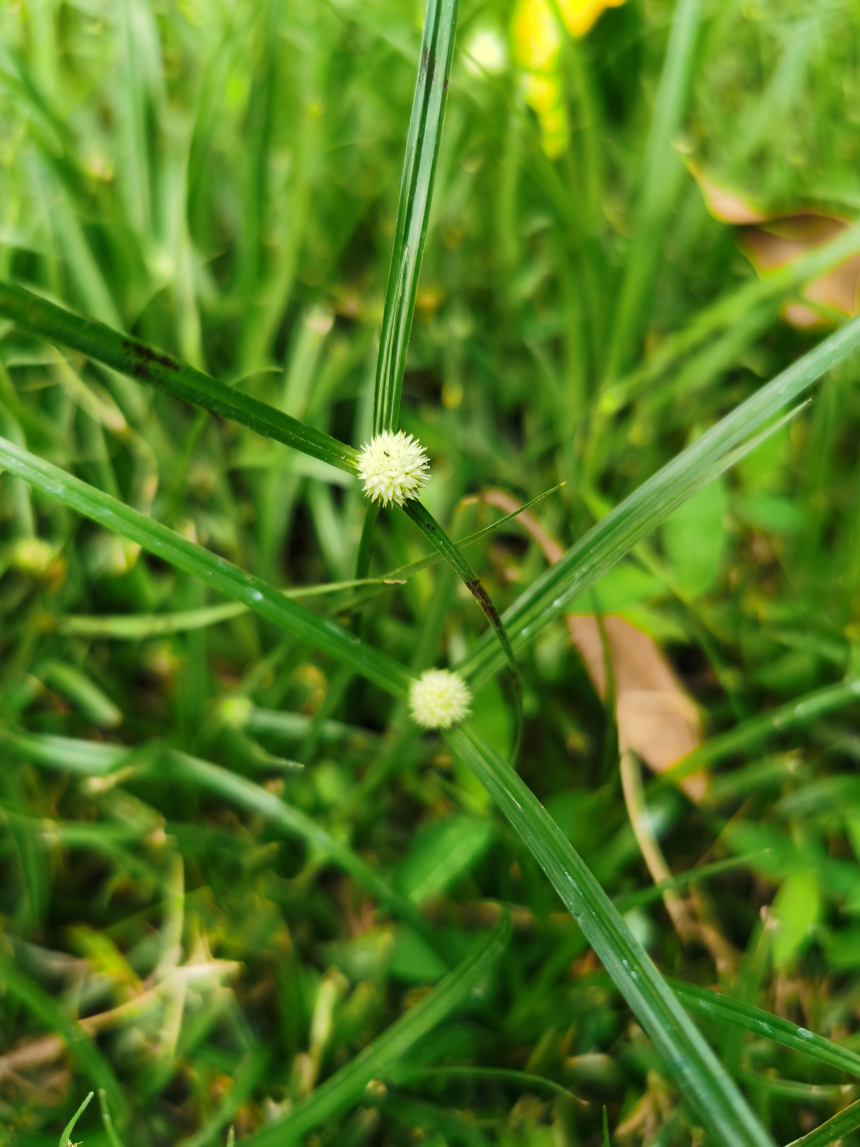 水蜈蚣,别名:	金钮草,三荚草,散寒草,球子草,疟疾草,金牛草,寒气草