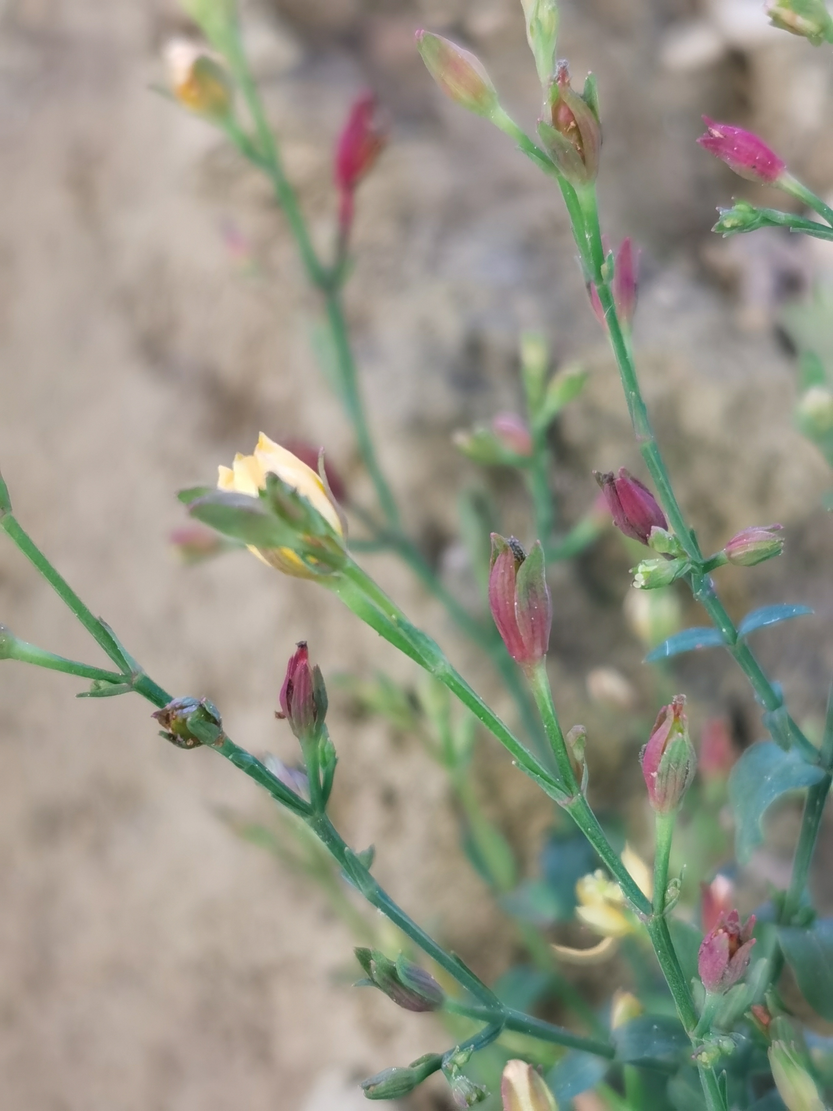 田基黄,又名地耳草,田边菊,细叶黄.