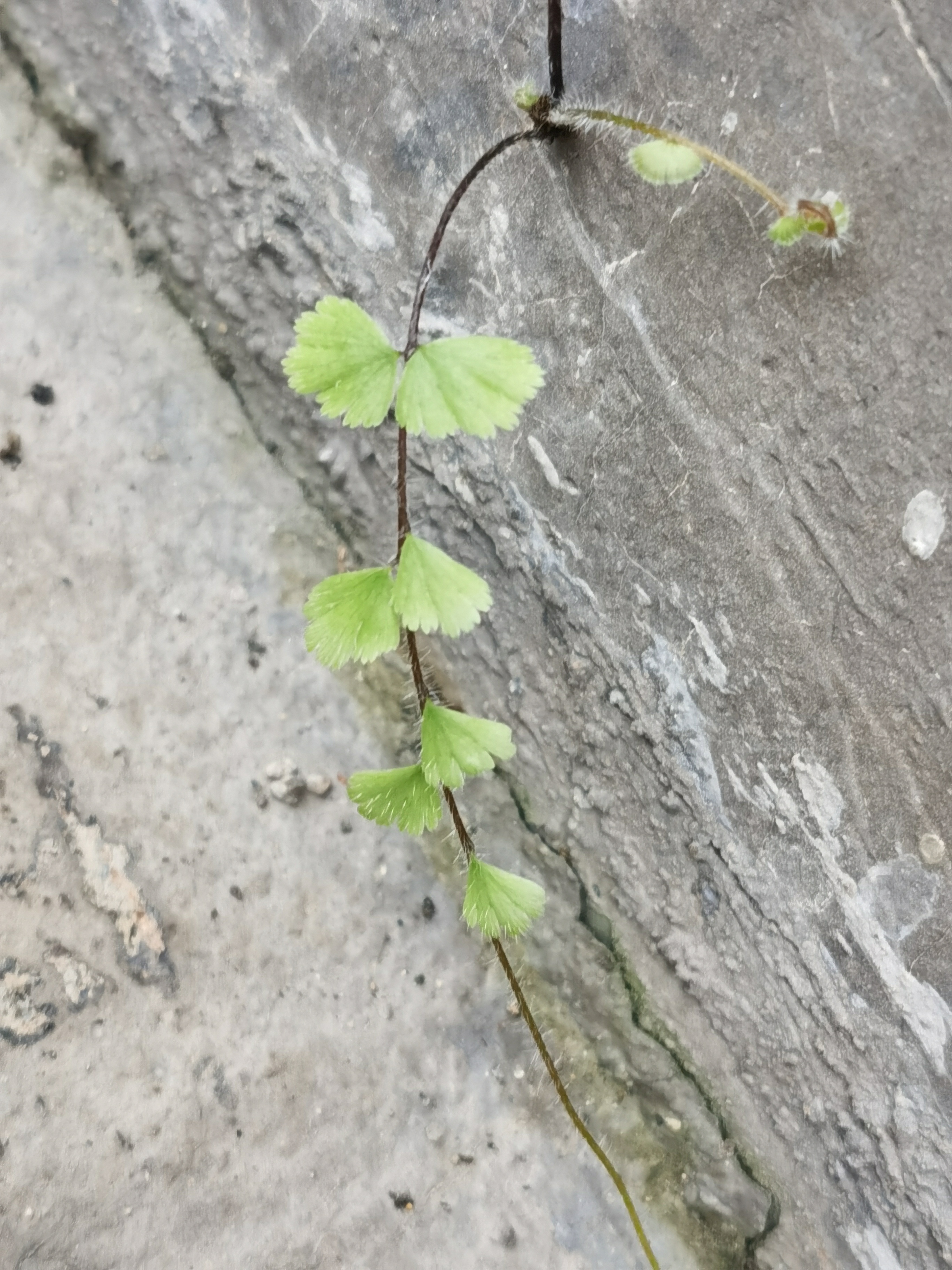 铁线蕨,别名:铁丝草,少女的发丝,铁线草,水猪毛土.