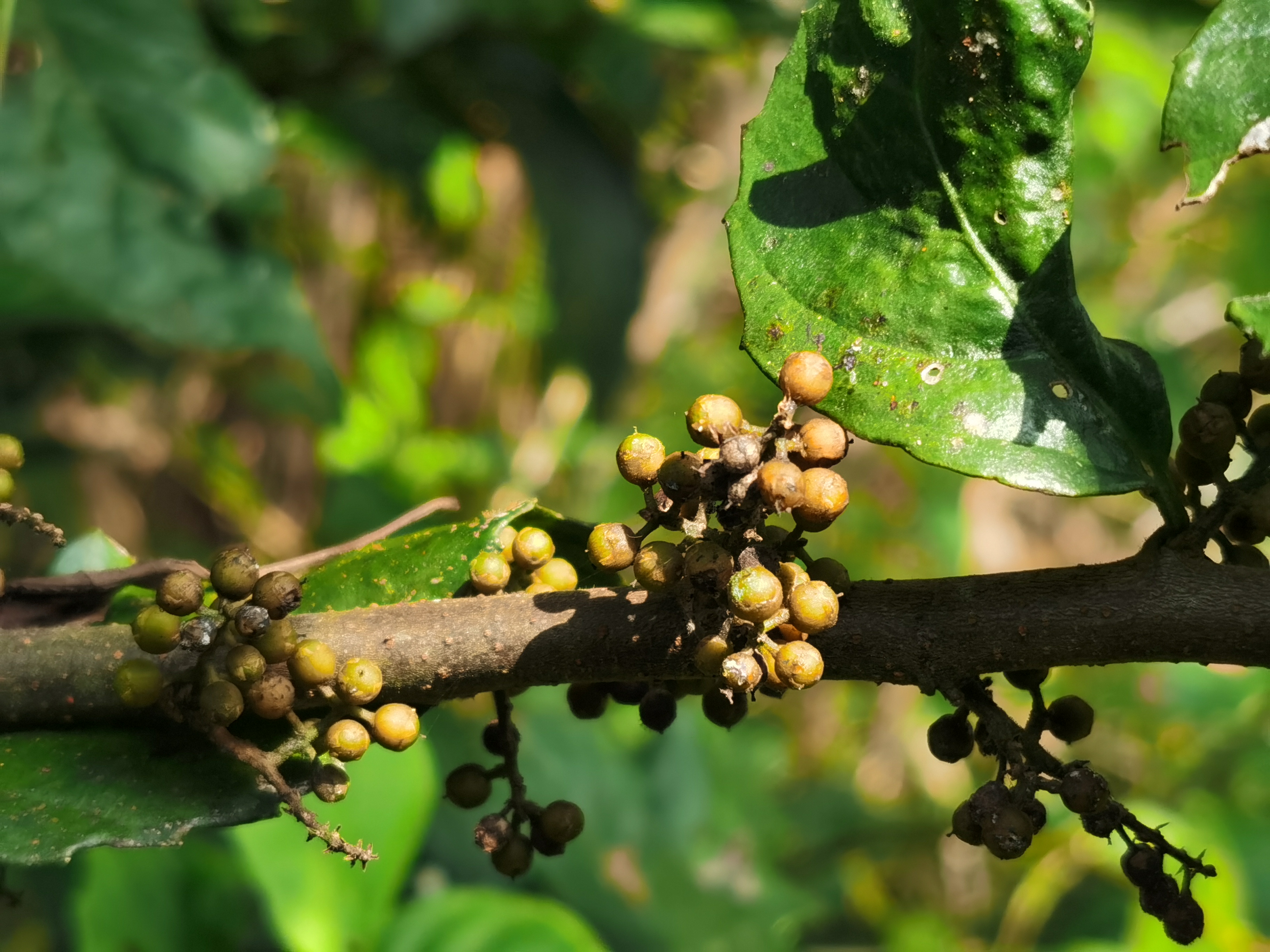 鲫鱼胆草,别名蜈蚣草@不起眼的小花的动态