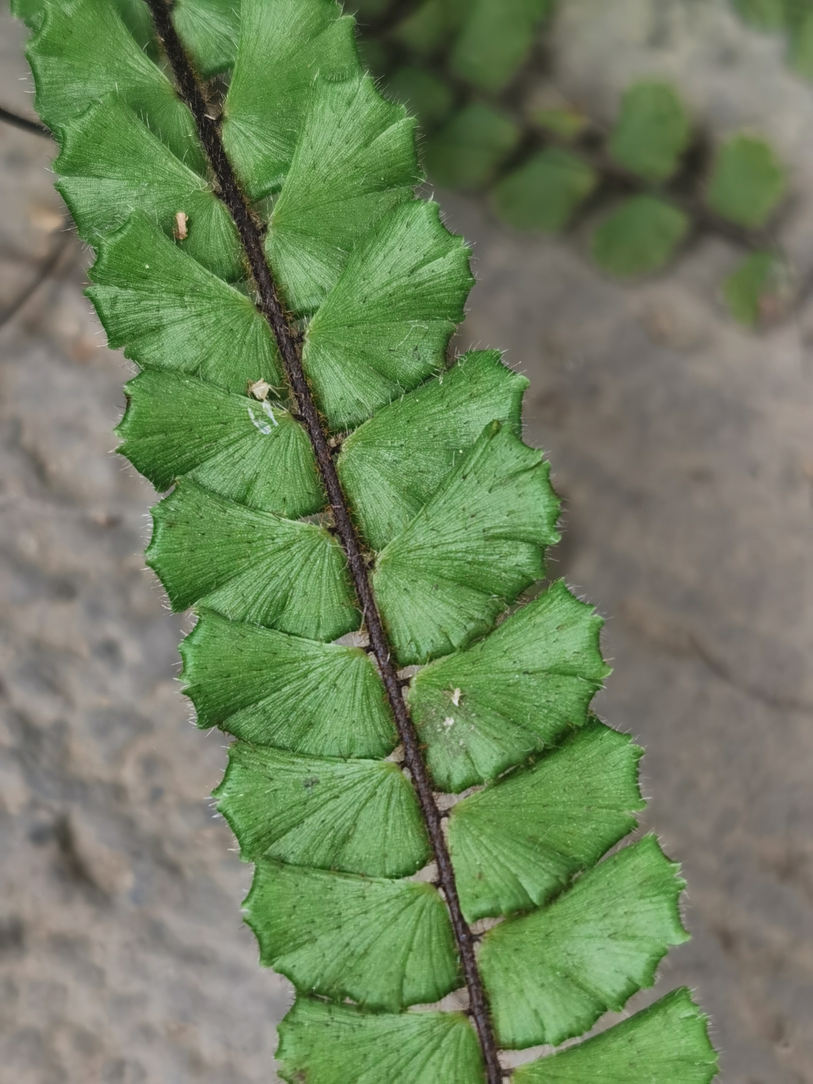 铁线蕨,别名:铁丝草,少女的发丝,铁线草,水猪毛土.