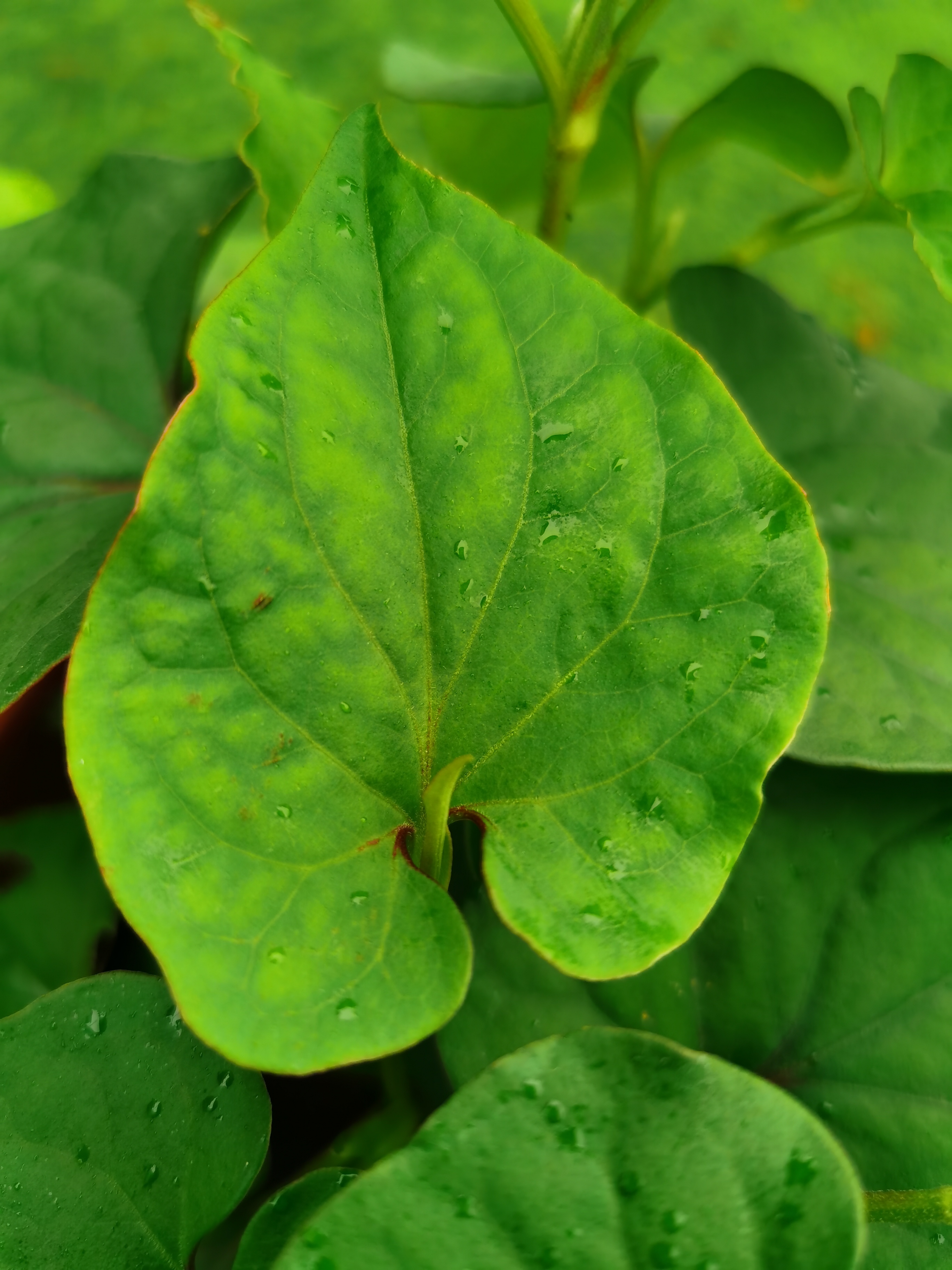 鱼腥草,别名:狗心草,折耳根.@不起眼的小花的动态
