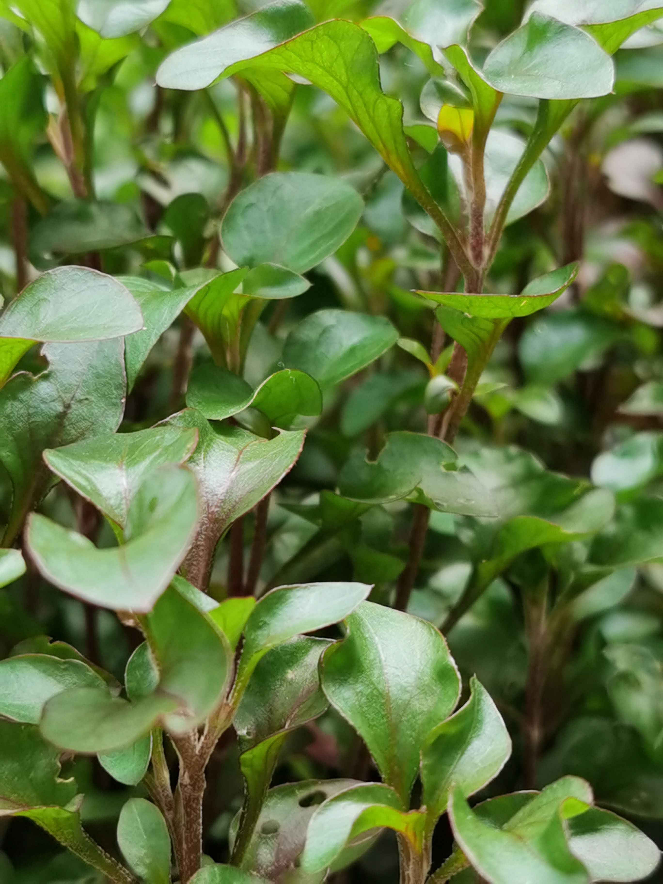 锦秀苋,别名:旱地西洋菜,五色草,红莲子草,红草,红节节草.