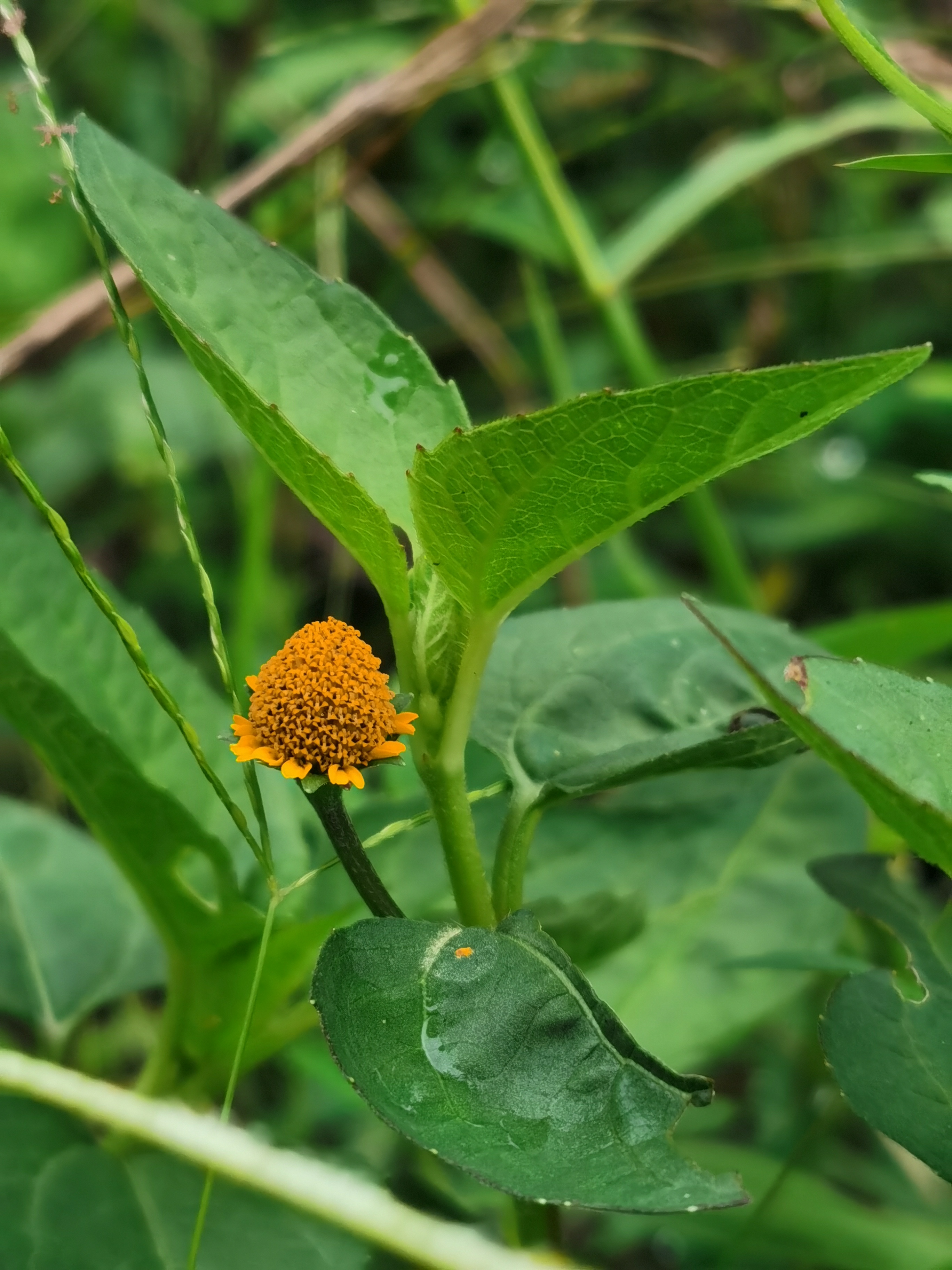 金钮扣,别名雨伞草