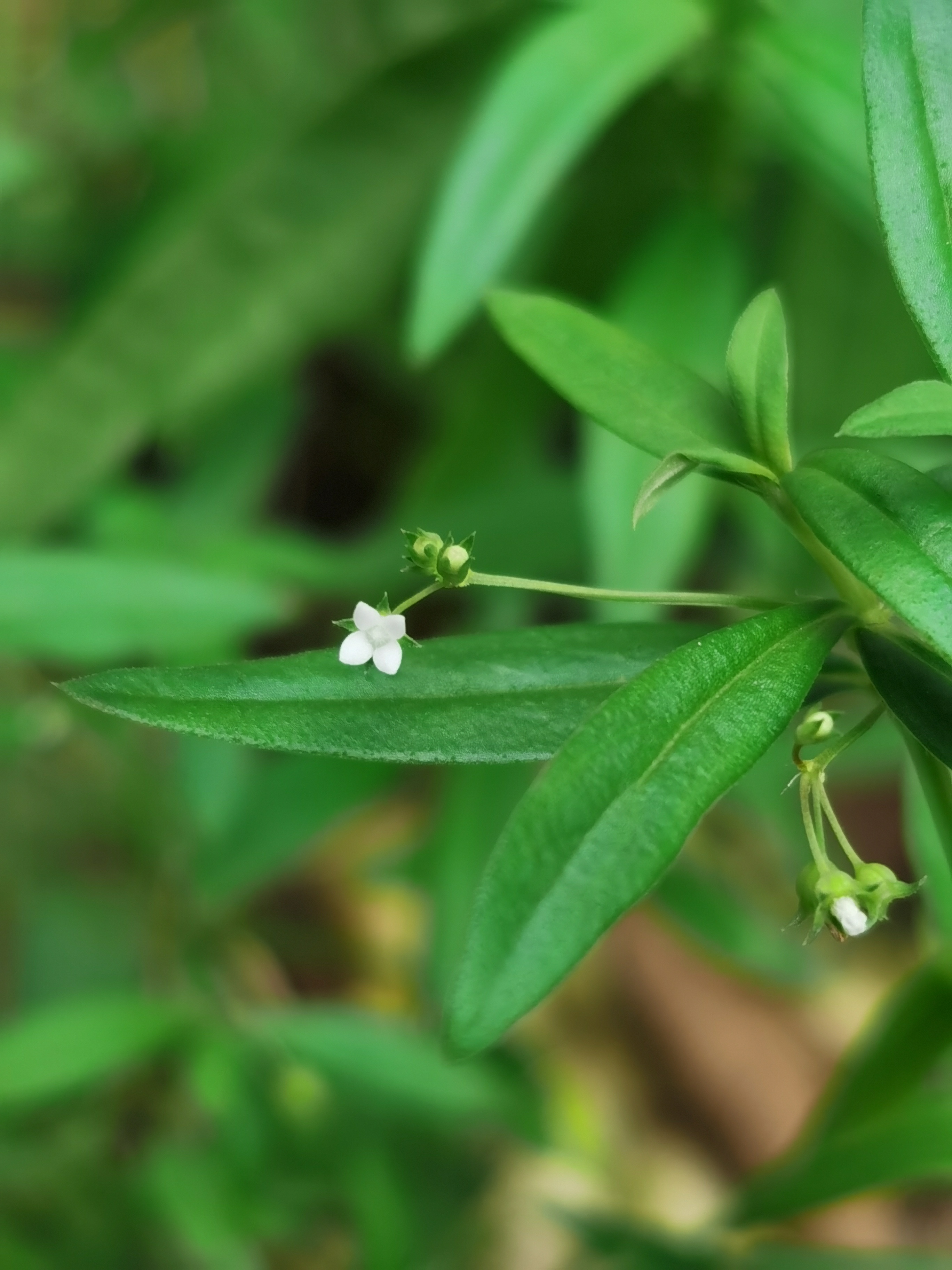 伞房花耳草,别名:水线草,水胡椒.