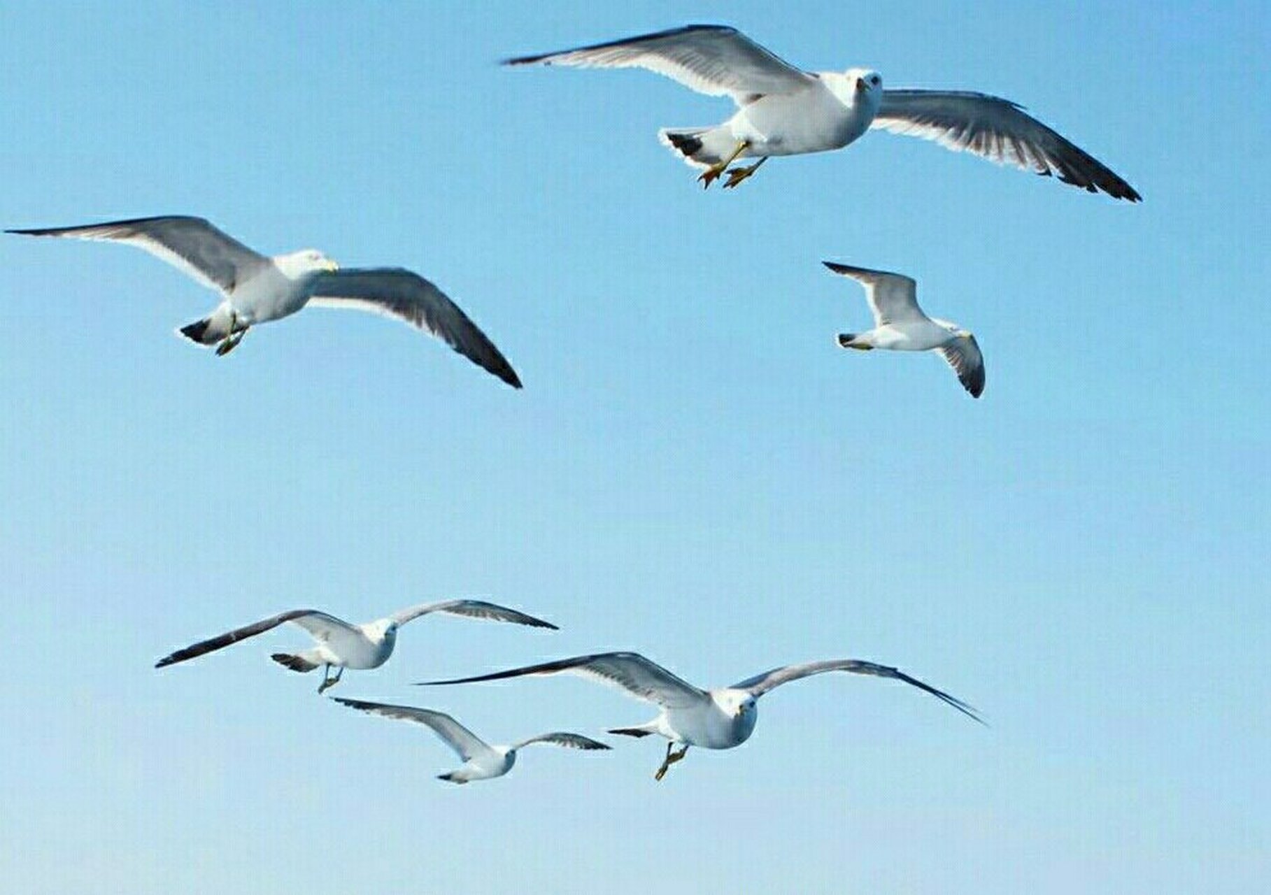 尿海鸥牛仔裤节英文字母usjf标志 2006年10月7日江西庐山晚上播出8点