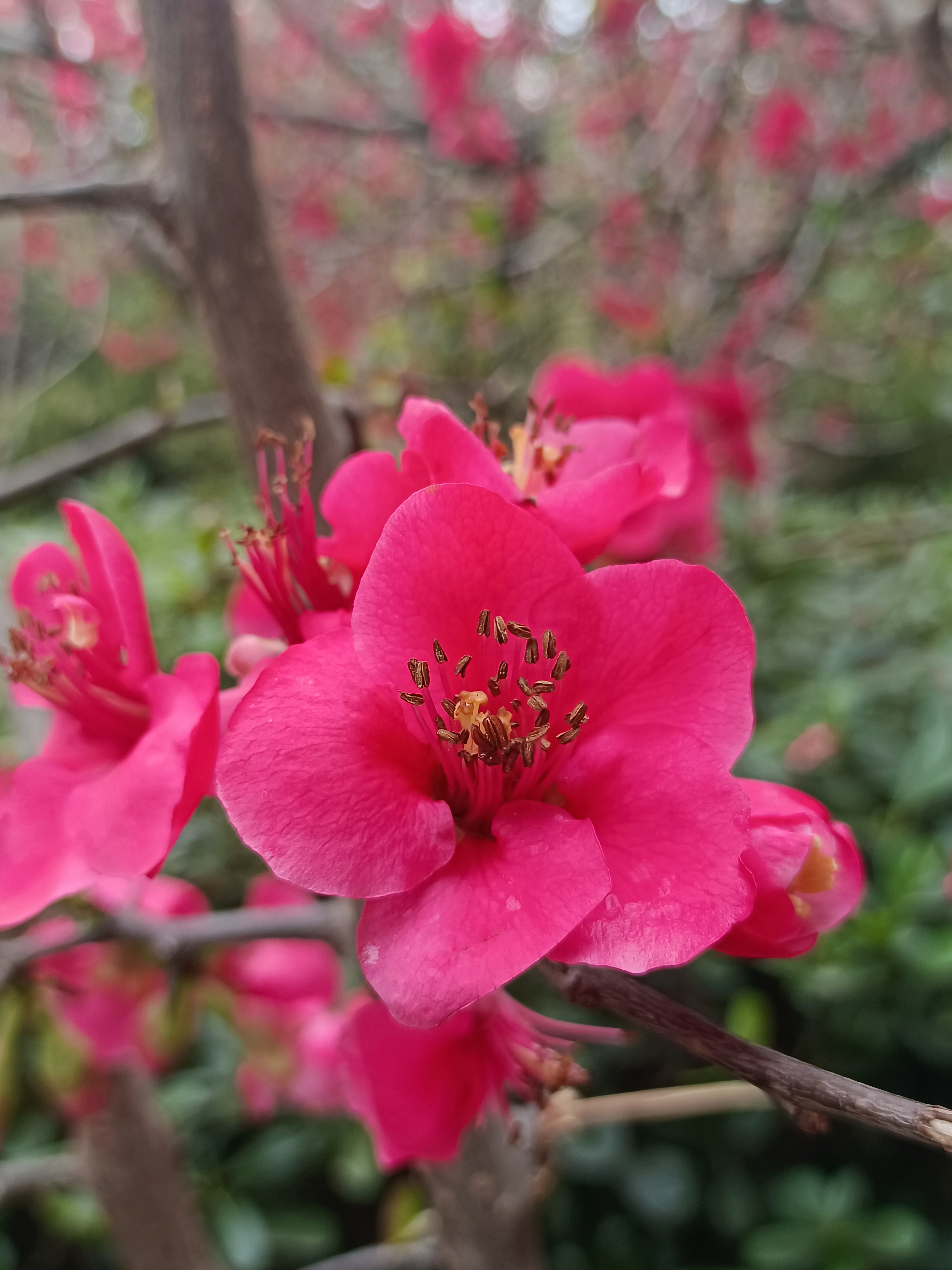 迎春花与岩石的奇妙邂逅9894  岩石上的两朵粉色迎春花,像是春天