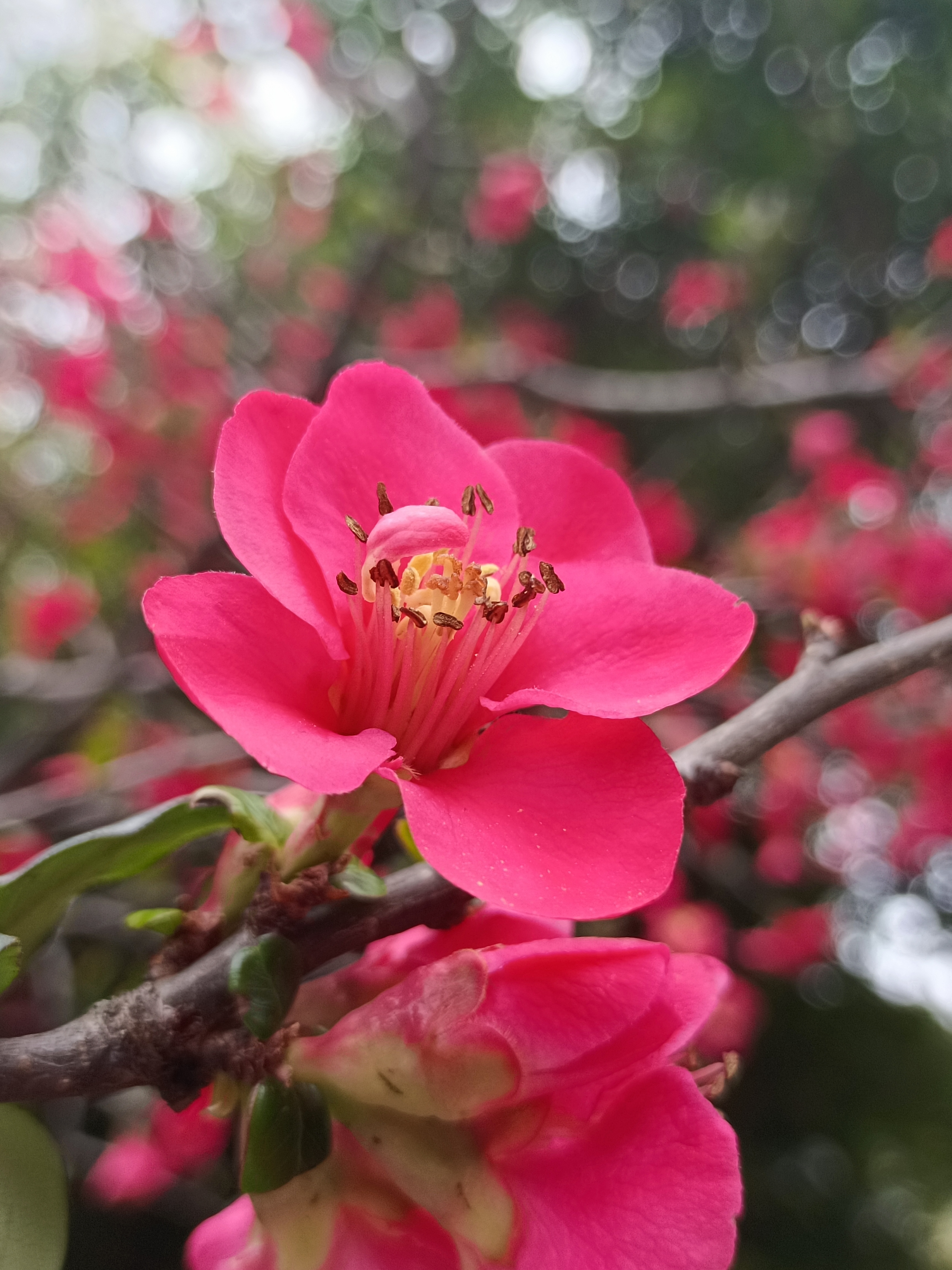 迎春花与岩石的奇妙邂逅9894  岩石上的两朵粉色迎春花,像是春天