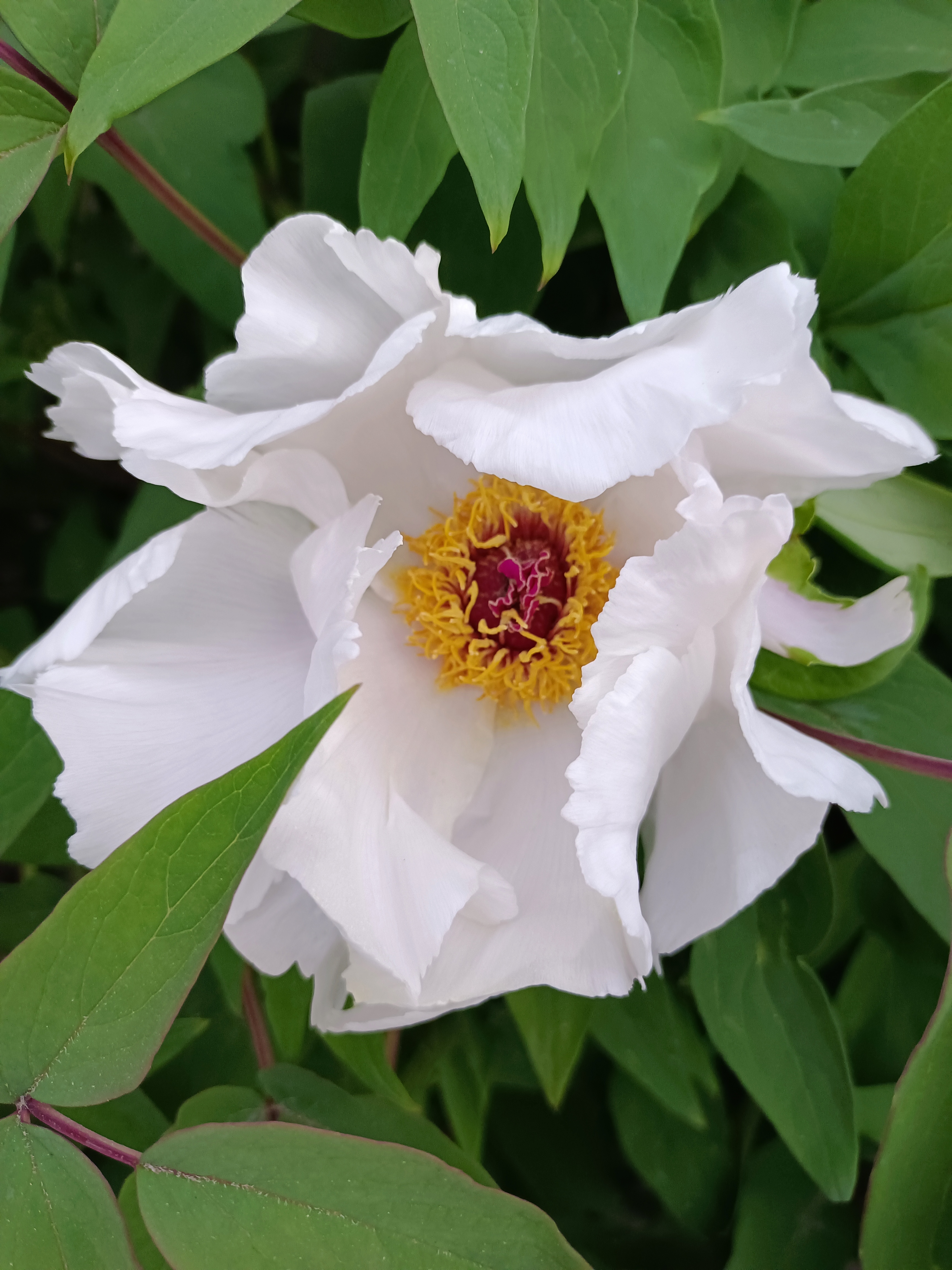 在这模糊的绿色背景下,芍药花的华美更显得淋漓尽致,每一片花瓣都仿佛