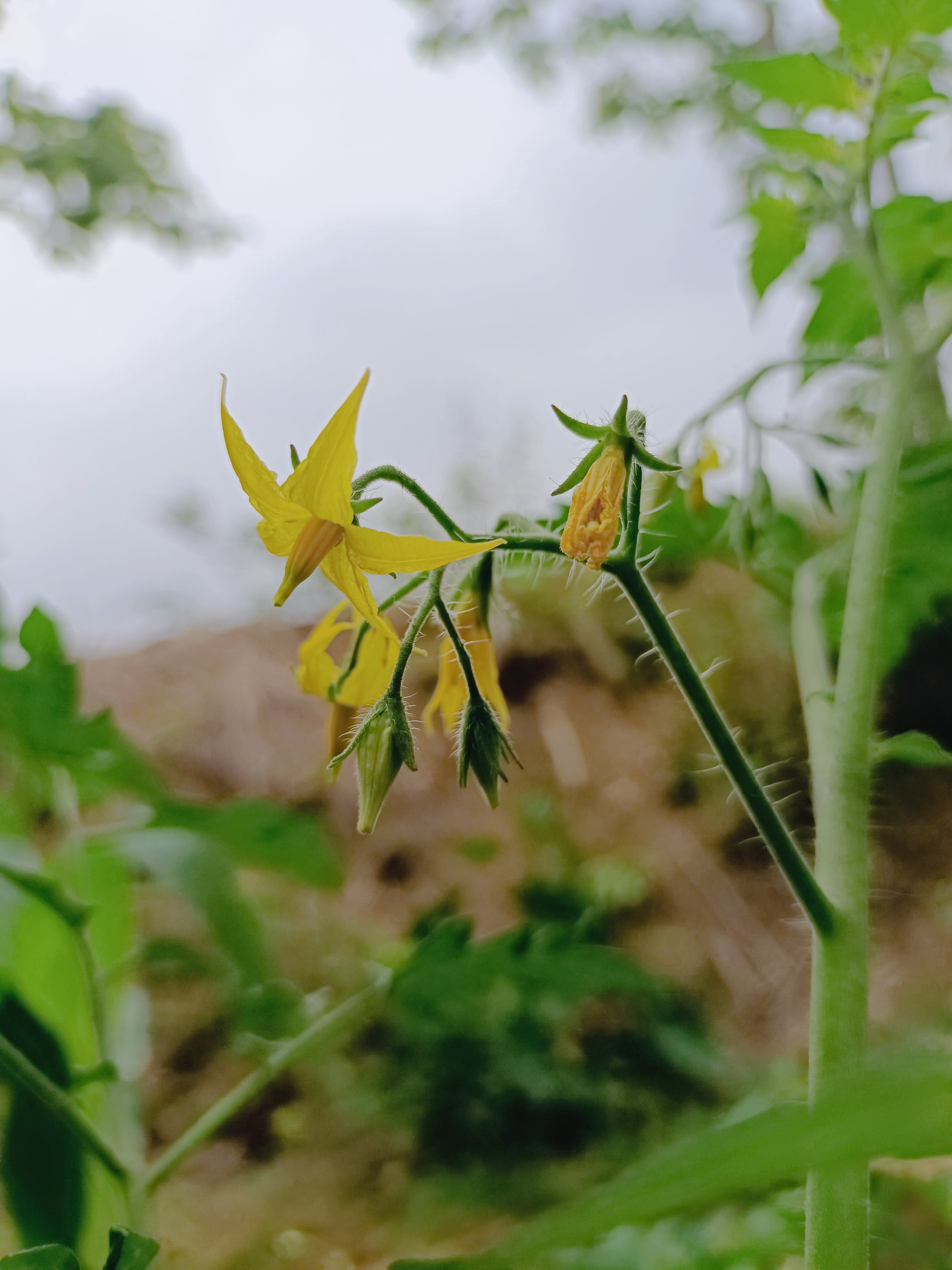 番茄花图片图片