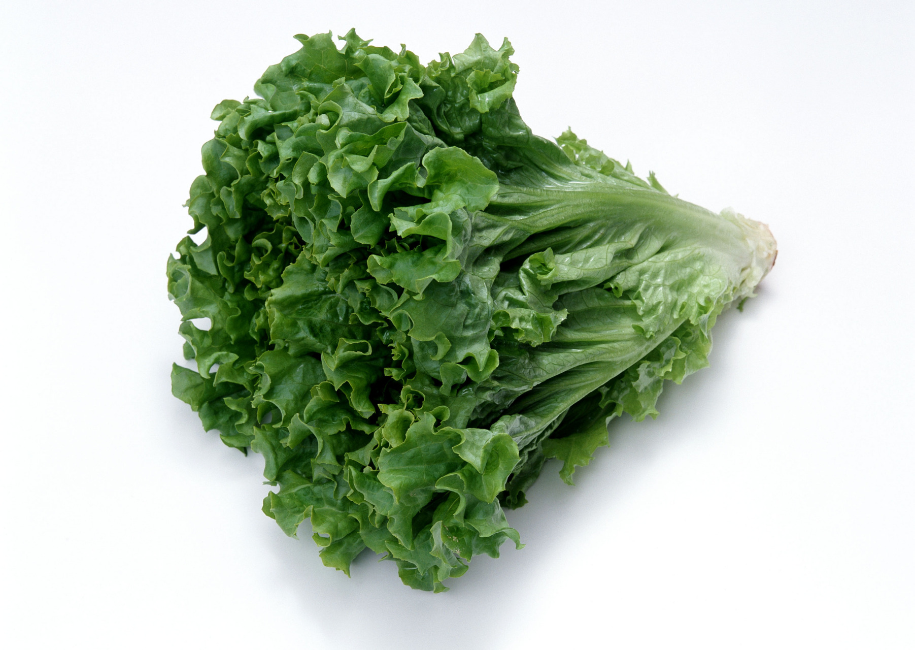 种植# 生菜是一种温度适宜的蔬菜,生长温度一般在15℃-25℃之间,垢哌