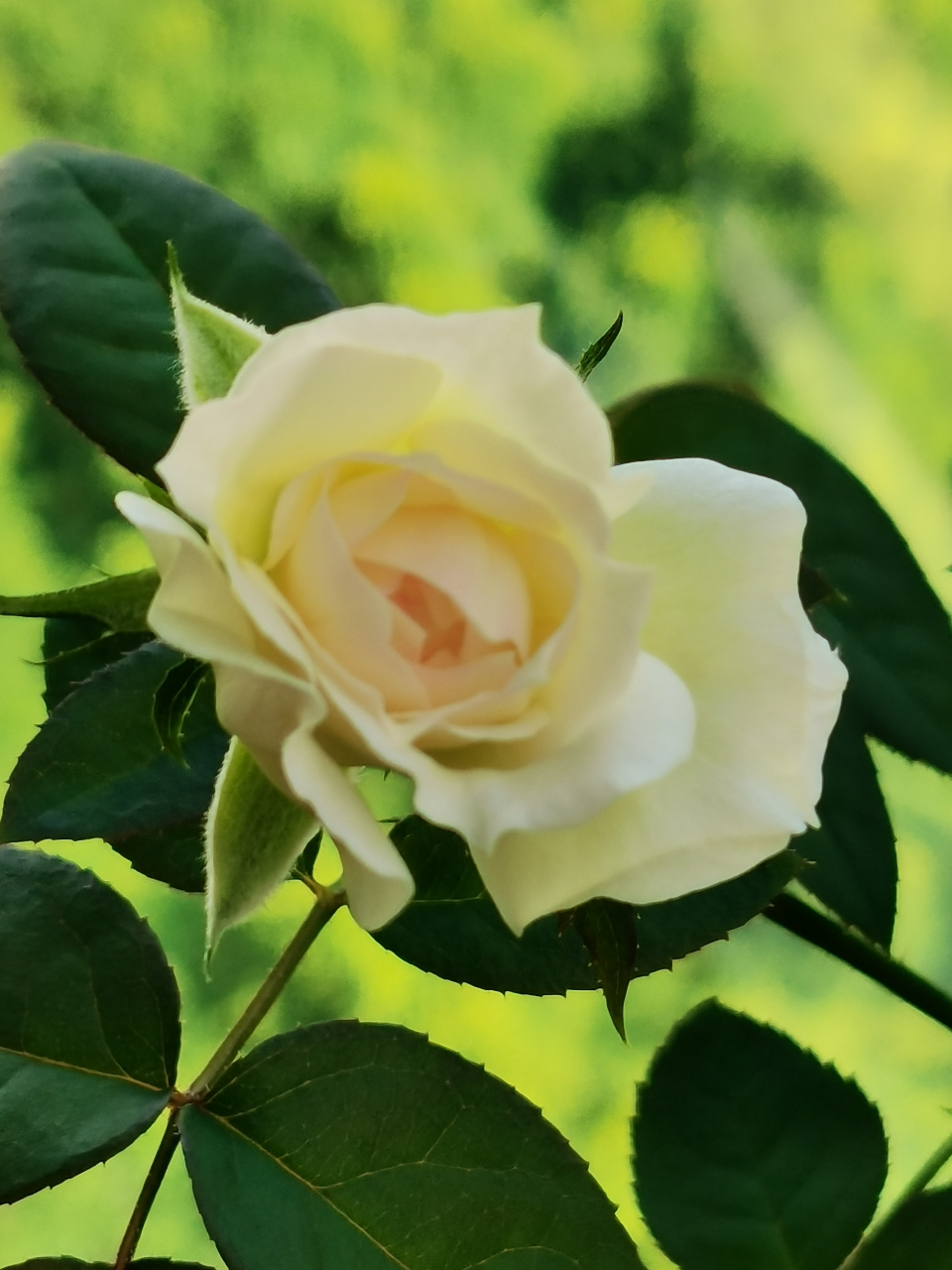 波莱罗月季夏花一样美丽芬芳!