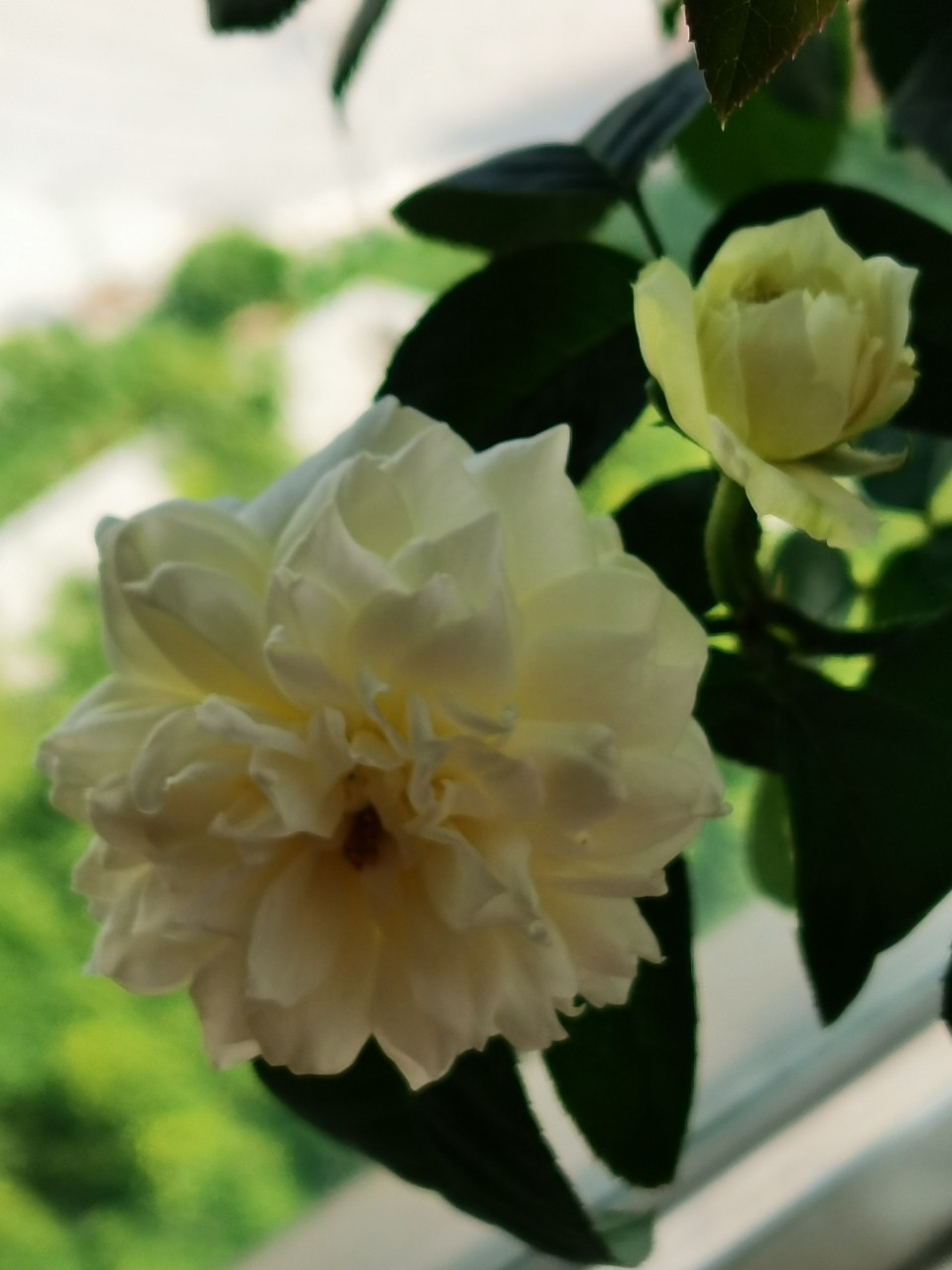 波莱罗月季夏花一样美丽芬芳!