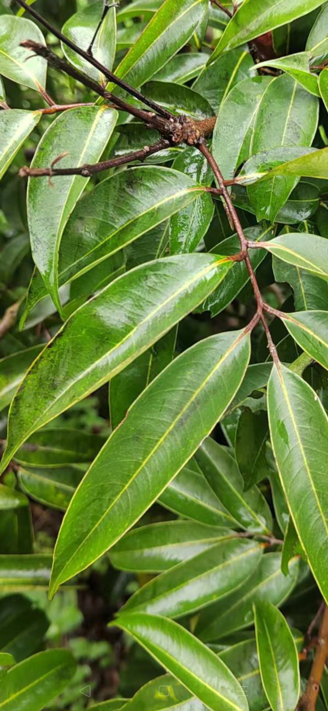 优质荔枝品种迟美人