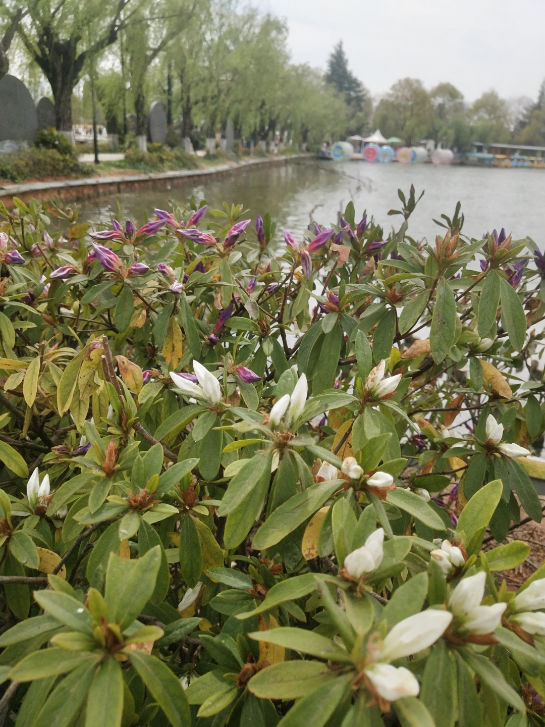 在西南彝族和藏族的语言中,紫鹃花被称为"索玛花"和"格桑花",意思是"