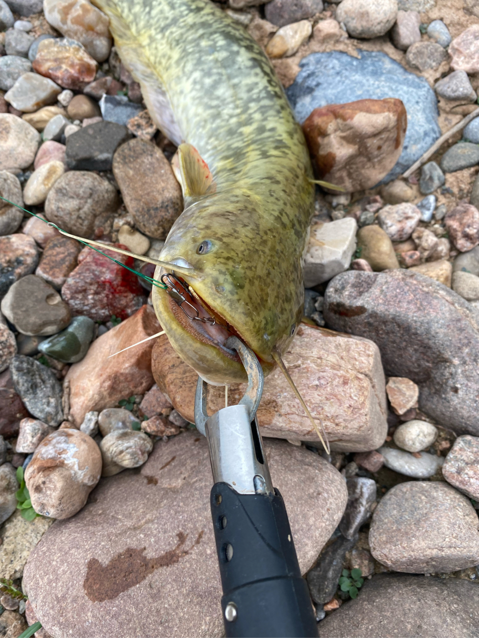 路亚鲶鱼半个小时两条,这条鲶鱼咬口太残忍了,全部吞下难道只为过冬