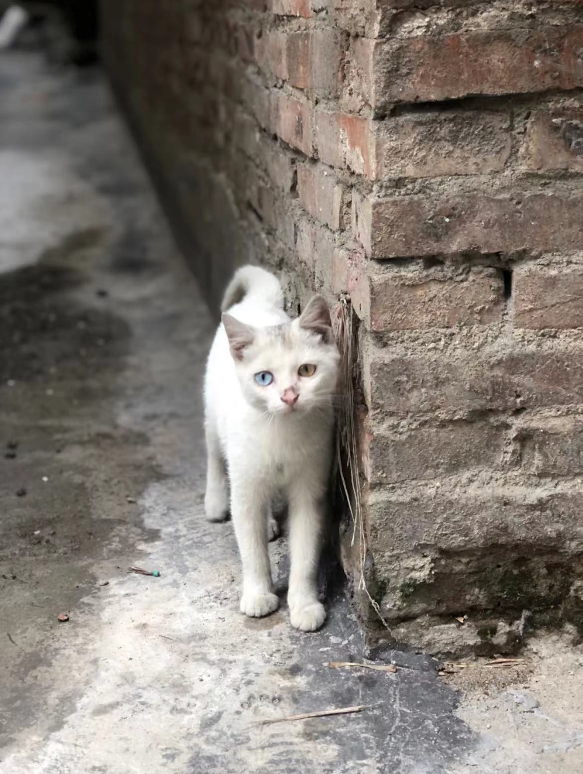 巷子里猫的孤独照片图片