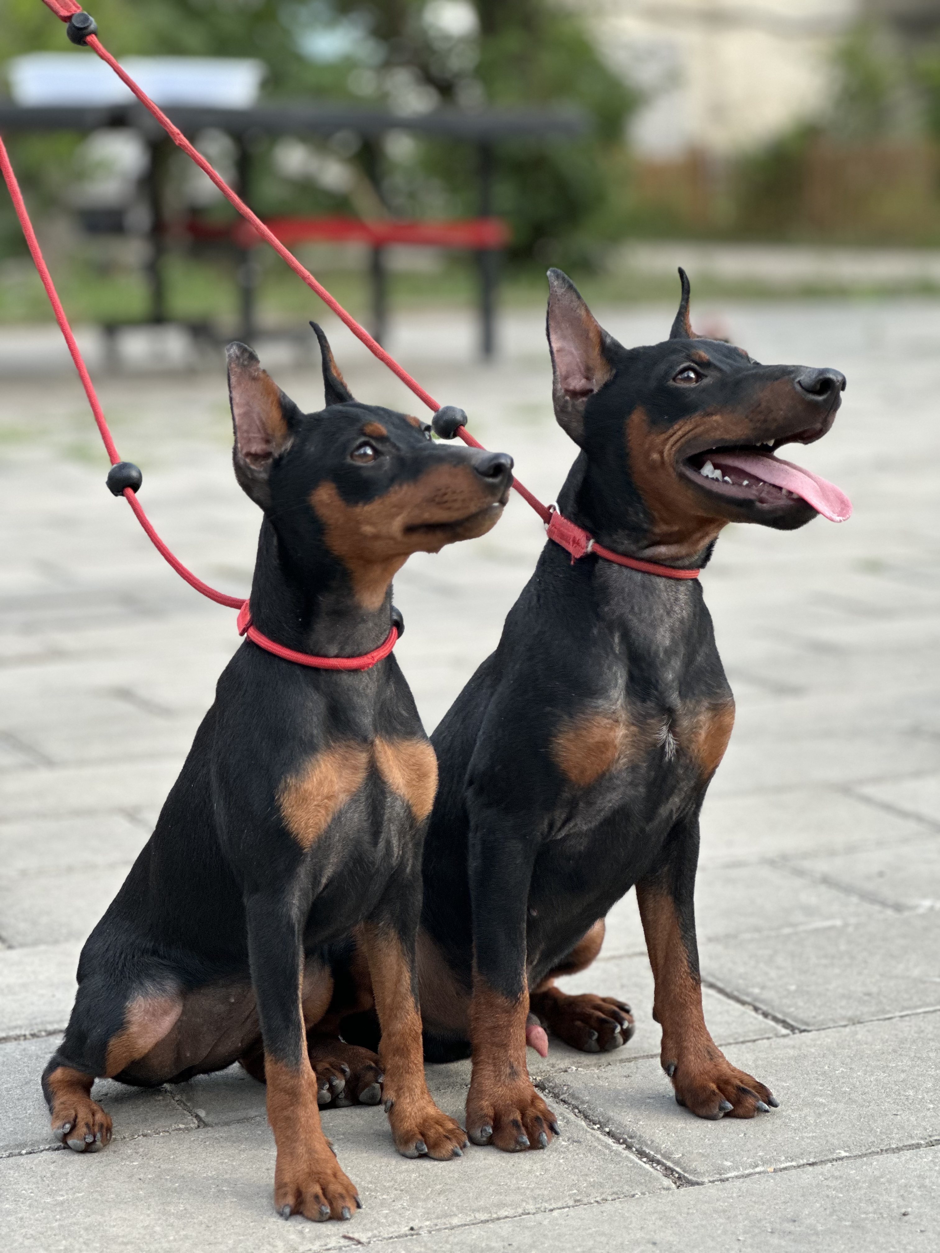 迷你杜宾犬能长多大图片