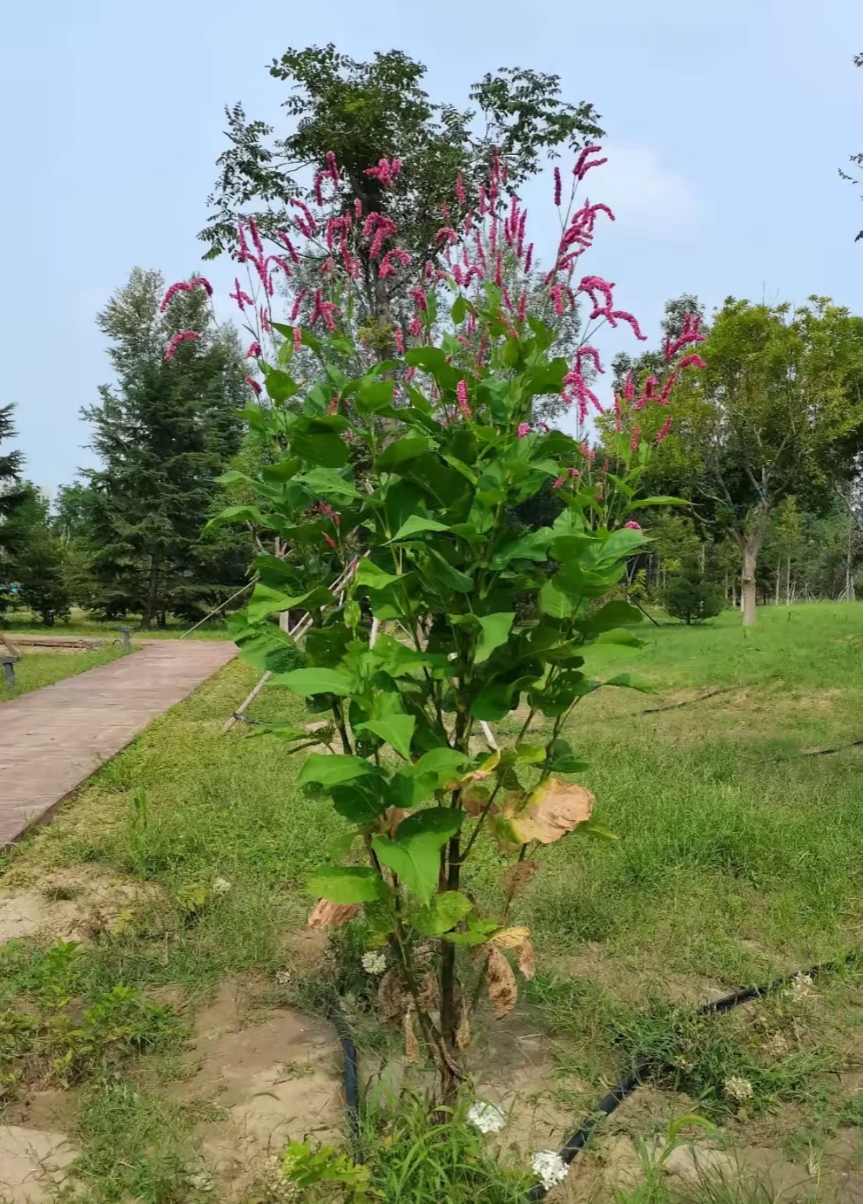 天心公园植物配置图片