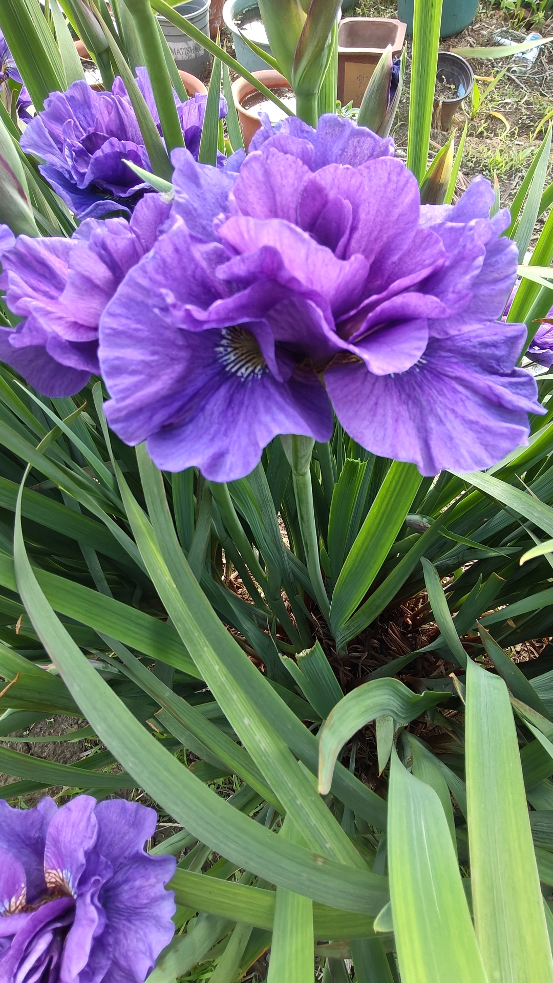 西伯利亚鸢尾 哇,这些紫色鸢尾花太美了!