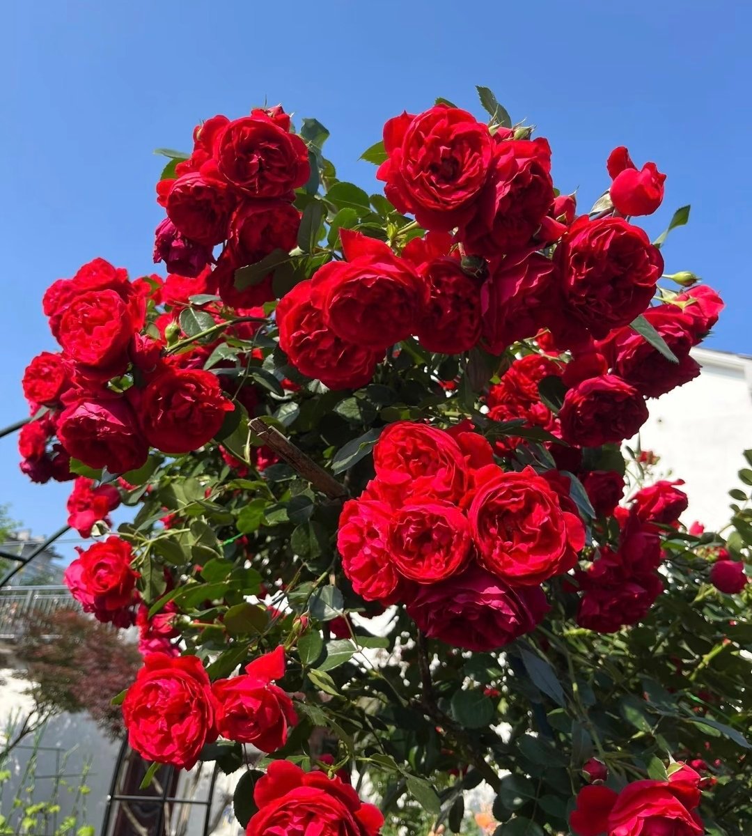 这满树的火红玫瑰,美得让人窒息!