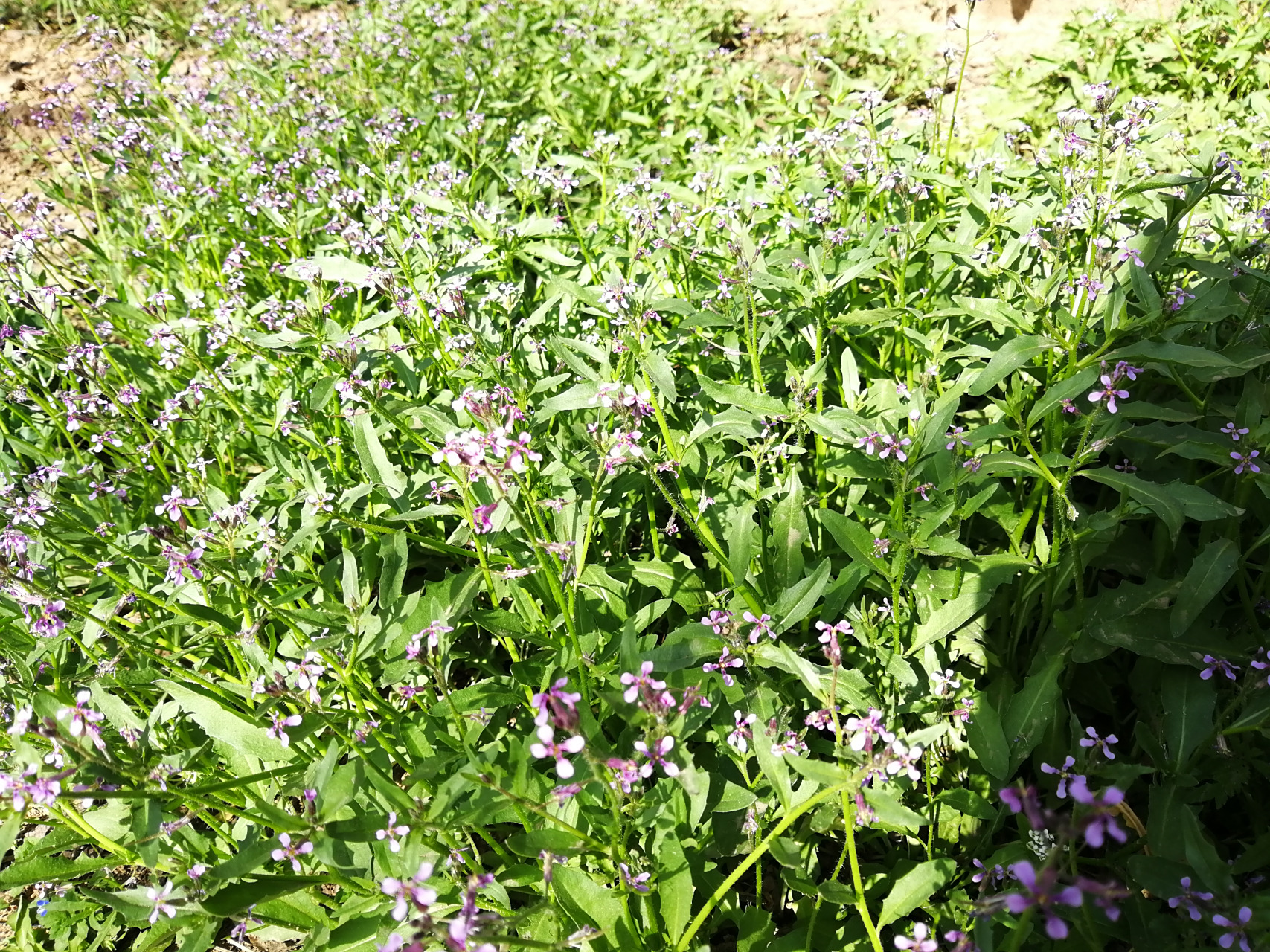 这个野菜开紫色小花,开花后结的果实像个小辣椒,野菜有微辣味,是荠菜.