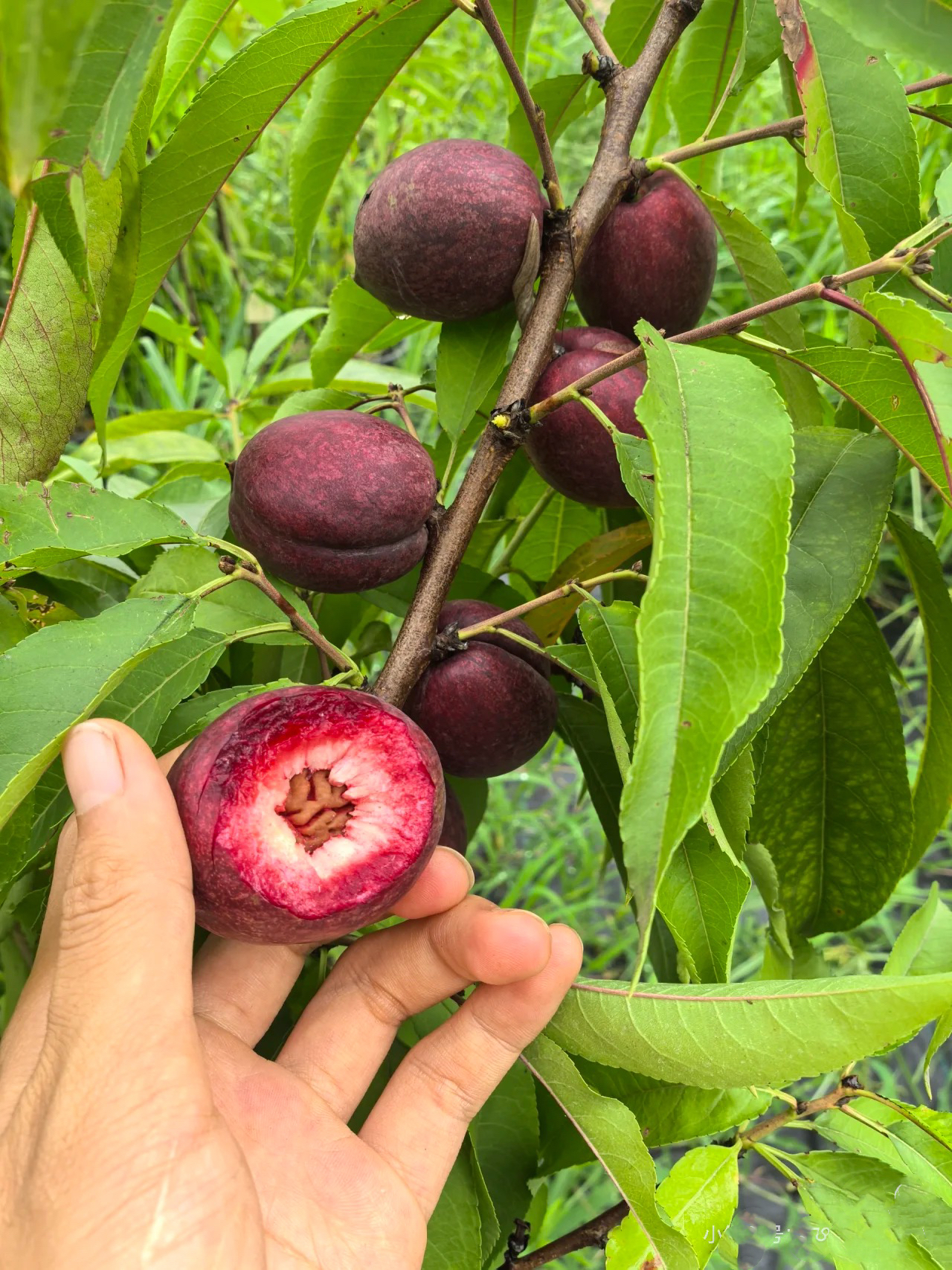 紫叶桃花果实图片