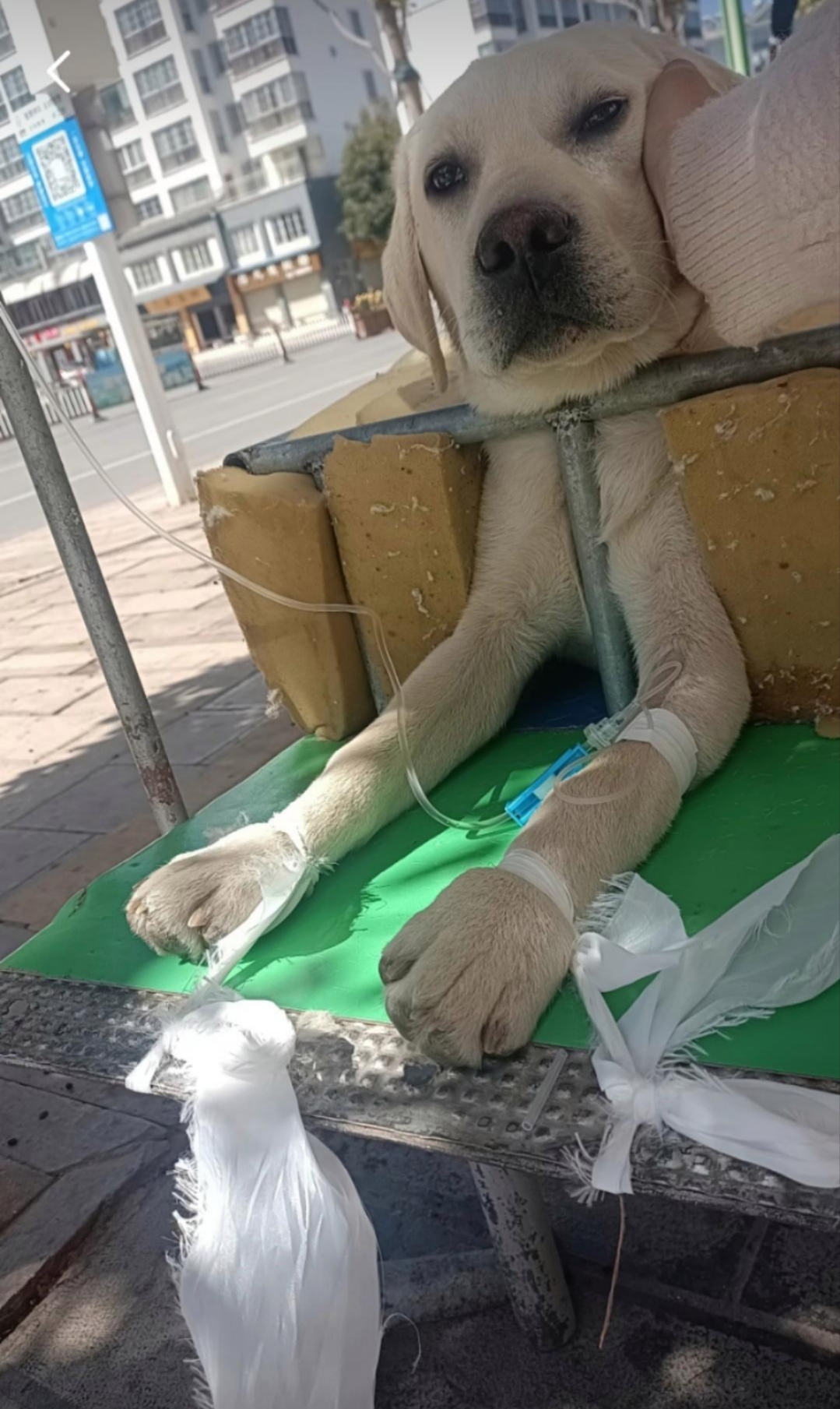 狗狗们都很乖,打吊瓶都乖乖的待在那里