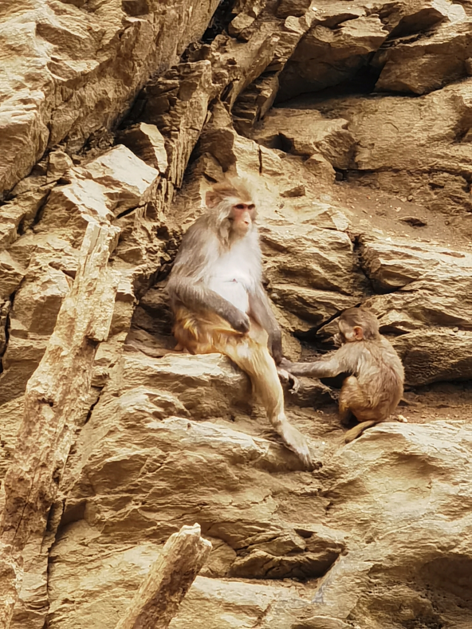 五一云游记# 猴子山观猴子,猴子猴子