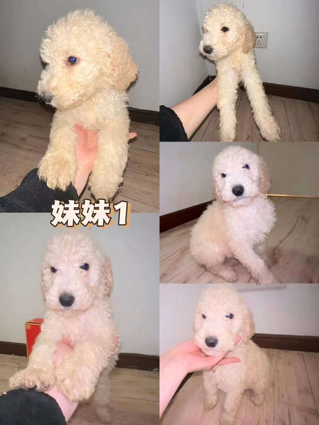 巨贵犬售价图片