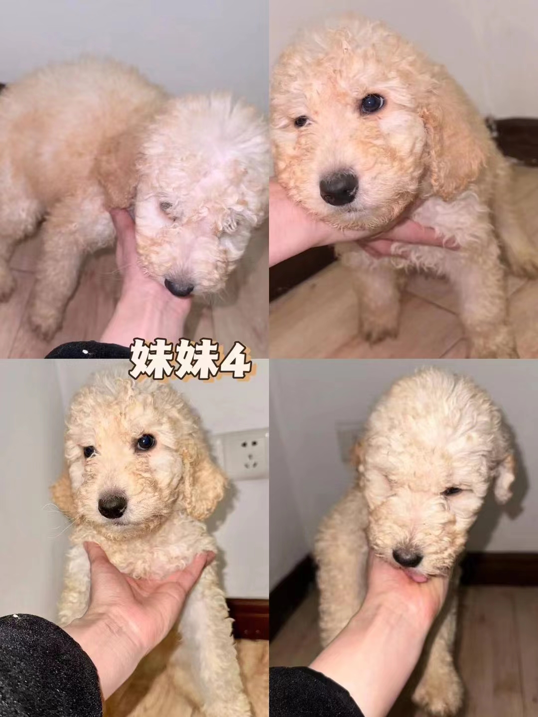 精品香槟色巨型贵宾犬一窝待售!#狗狗# #宠物