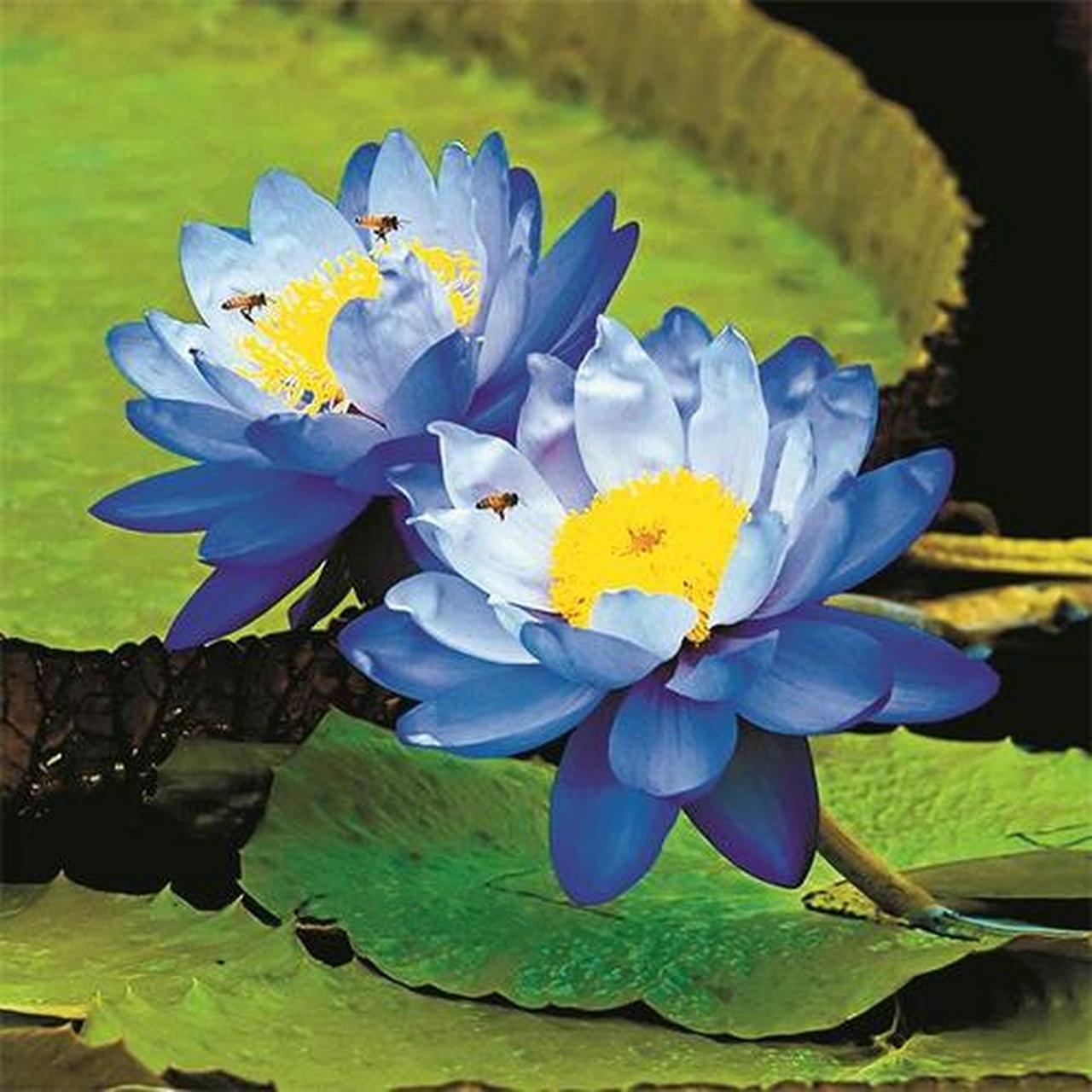 上:并蒂莲花秀恩爱[鲜花]下?请[鲜花][鲜花][握手][握手]