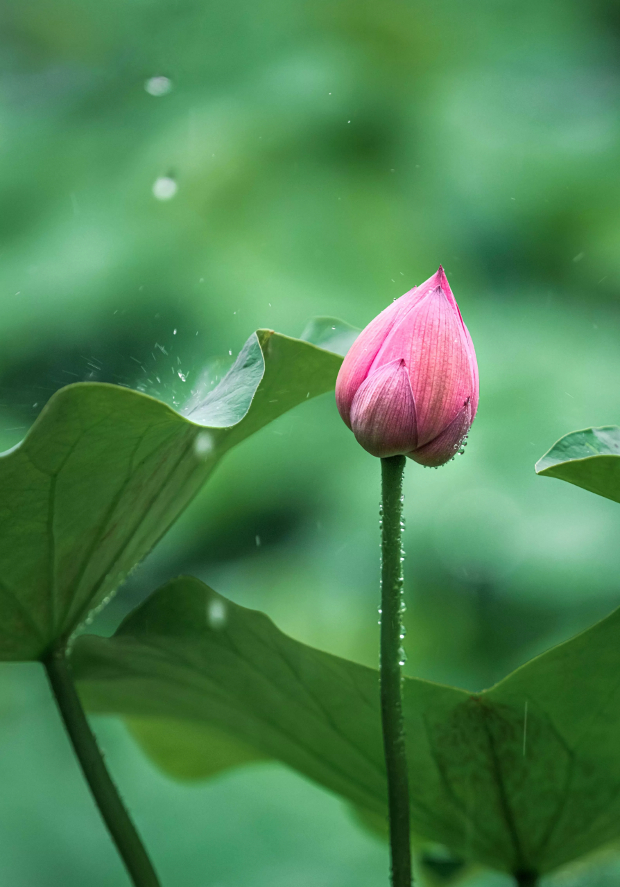 下雨天花草图片大全图片