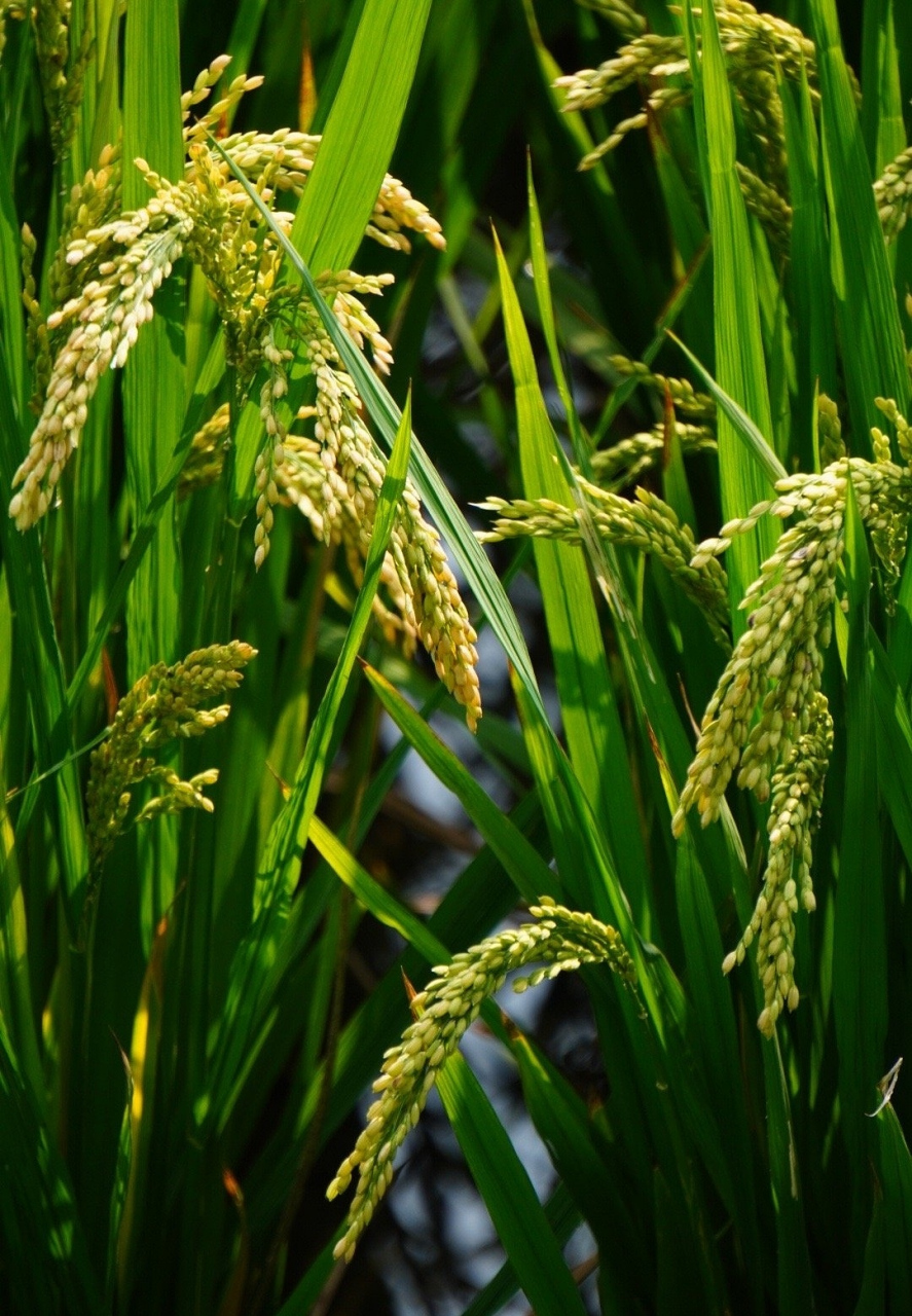 丰收的季节=丰收的季节电视剧免费观看全集
