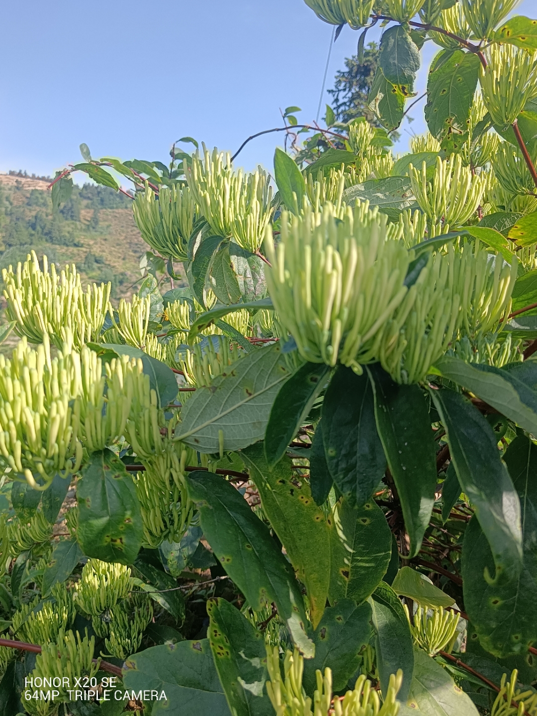 湘蕾5号金银花,最大特点产量非常高,在目前金银花品种来说,产量是最高