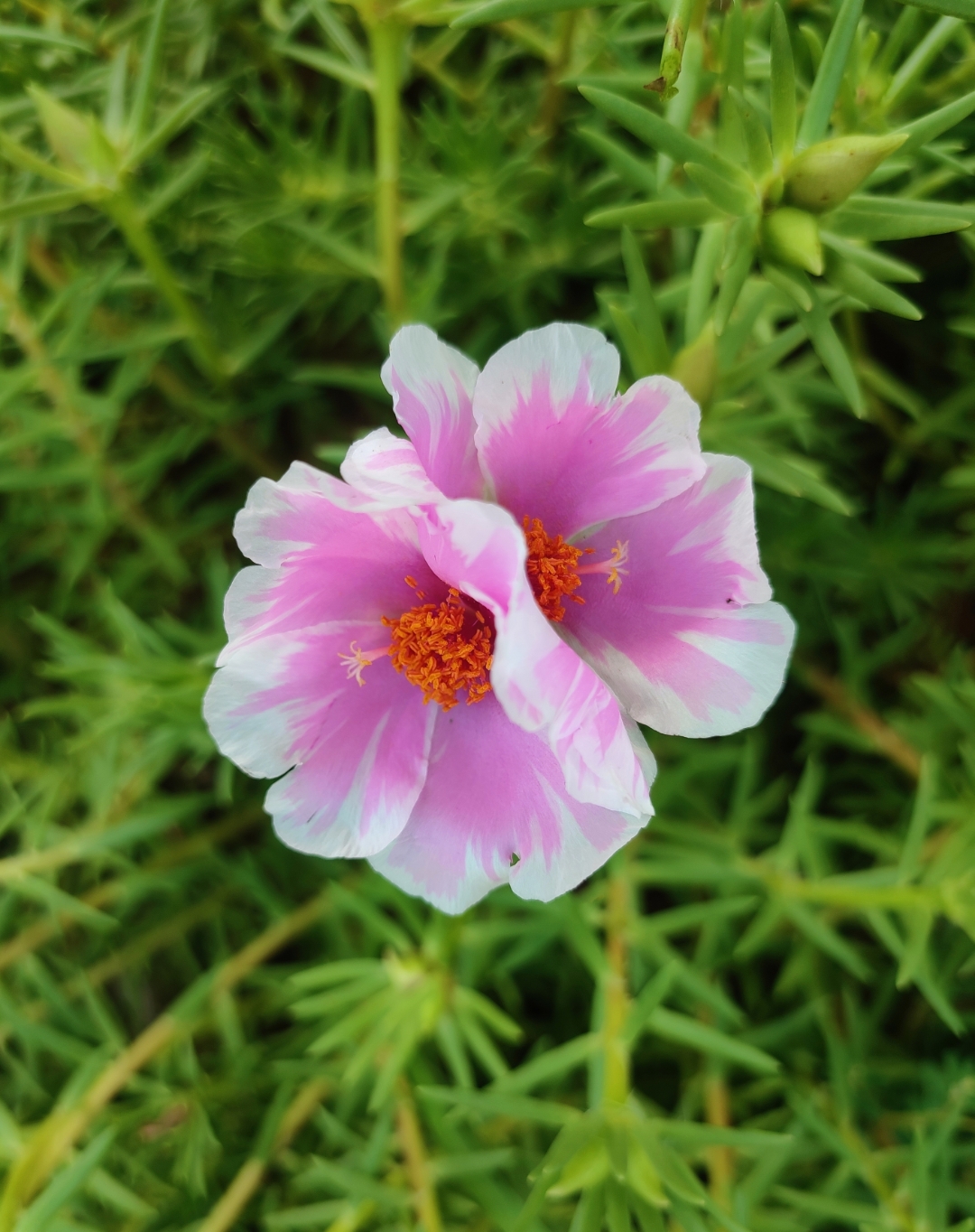 以前我拍过不少,马齿苋花,不少都被我删了,又找到一张图片,让大家来