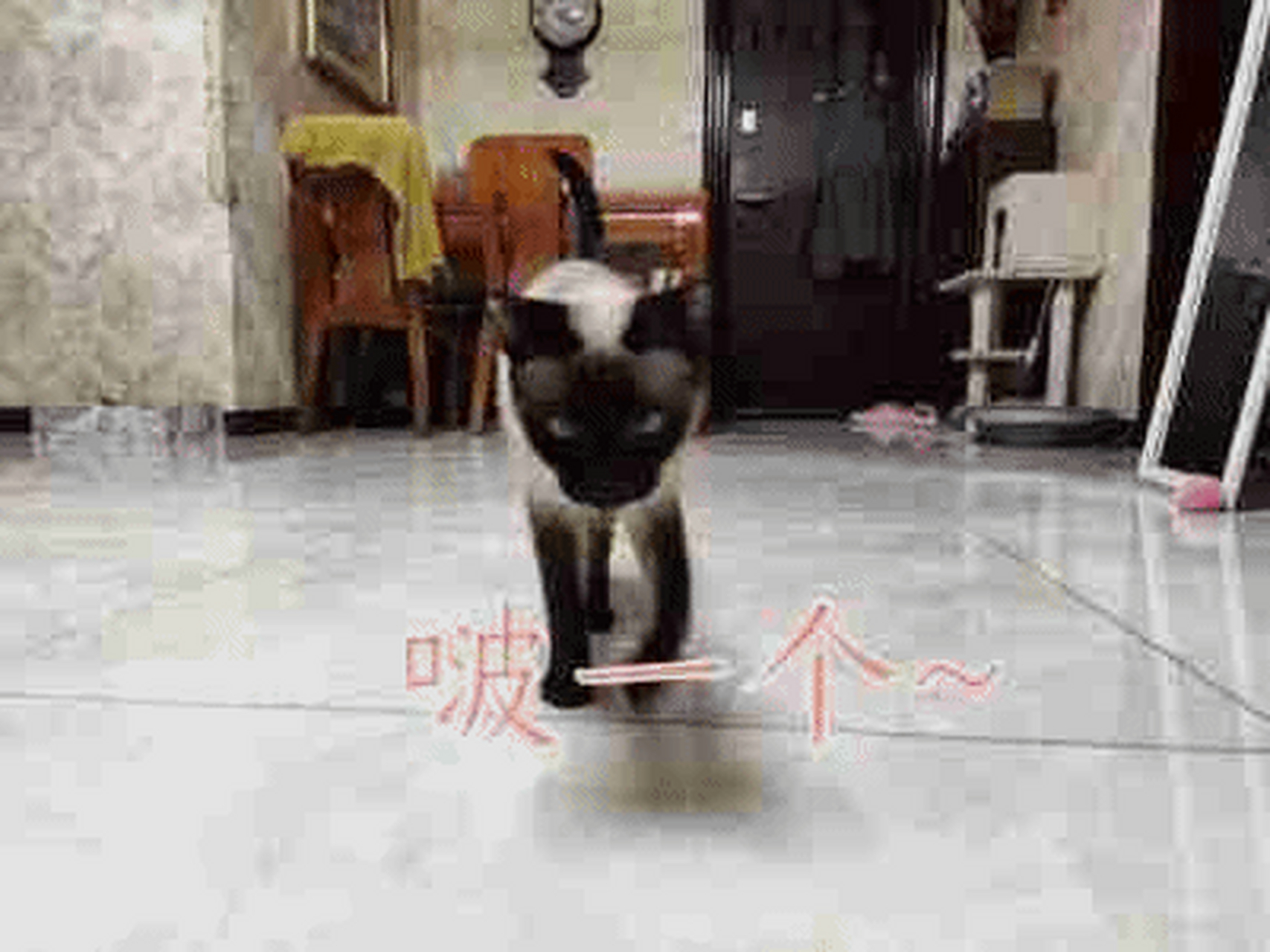 暹罗猫表情包!拿走不谢[得意]